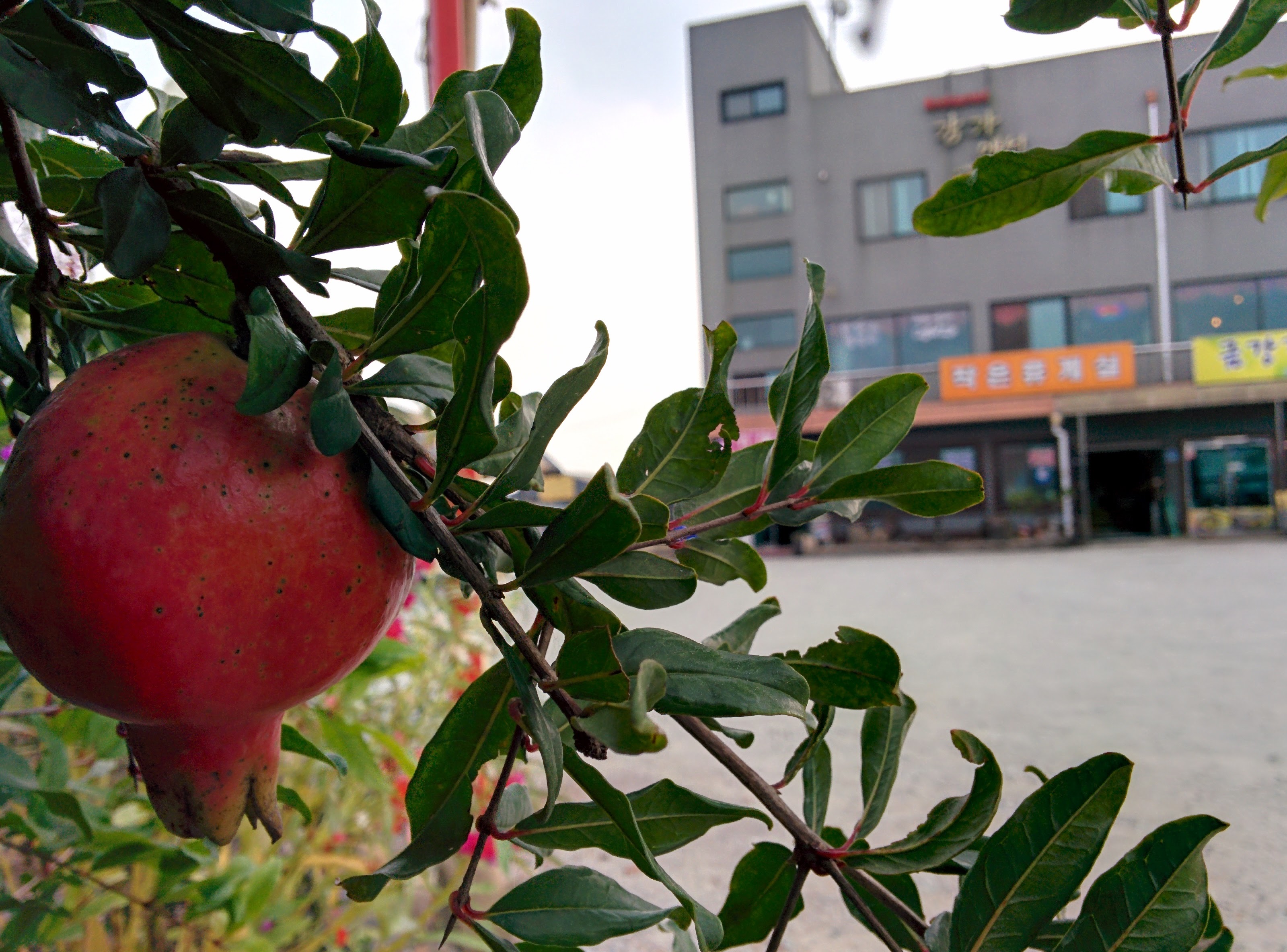 IMG_20150920_144853.jpg 빨간색 석류 열매를 맺은 키작은 석류나무