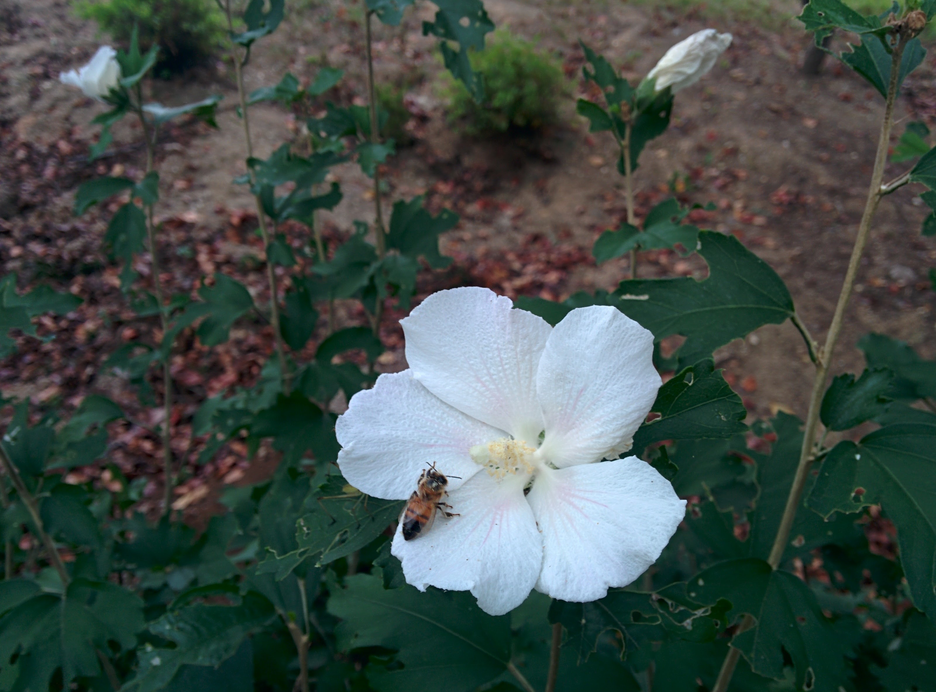 IMG_20150923_161132.jpg 하얀 무궁화 꽃을 찾은 꿀벌
