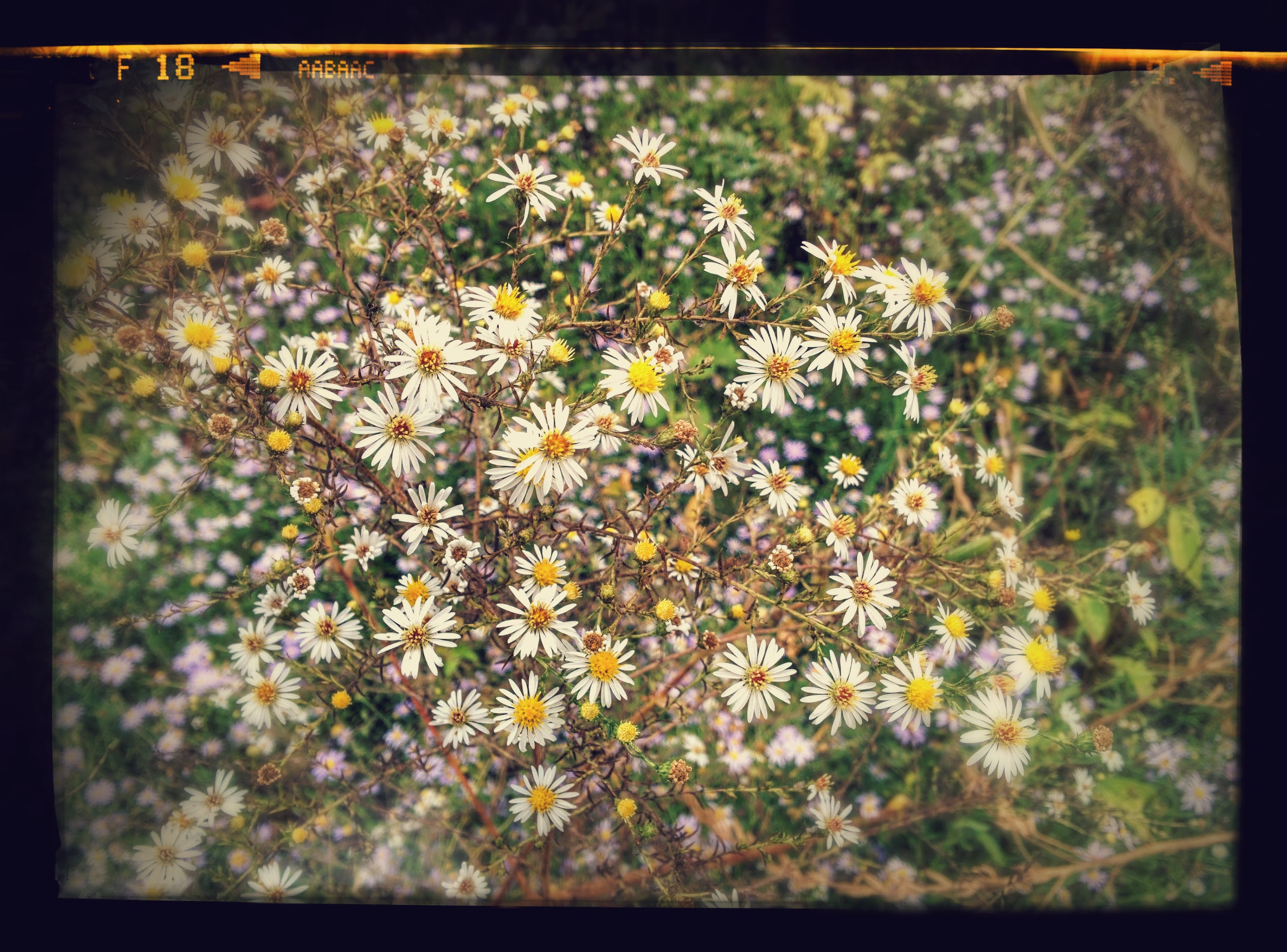 IMG_20150928_161753-EFFECTS.jpg 금강변에 예쁘게 핀 국화과의 작은 흰색 들국화 꽃