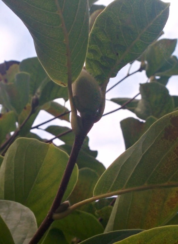 IMG_20150925_174851.jpg 가을 목련, 봄을 준비한다