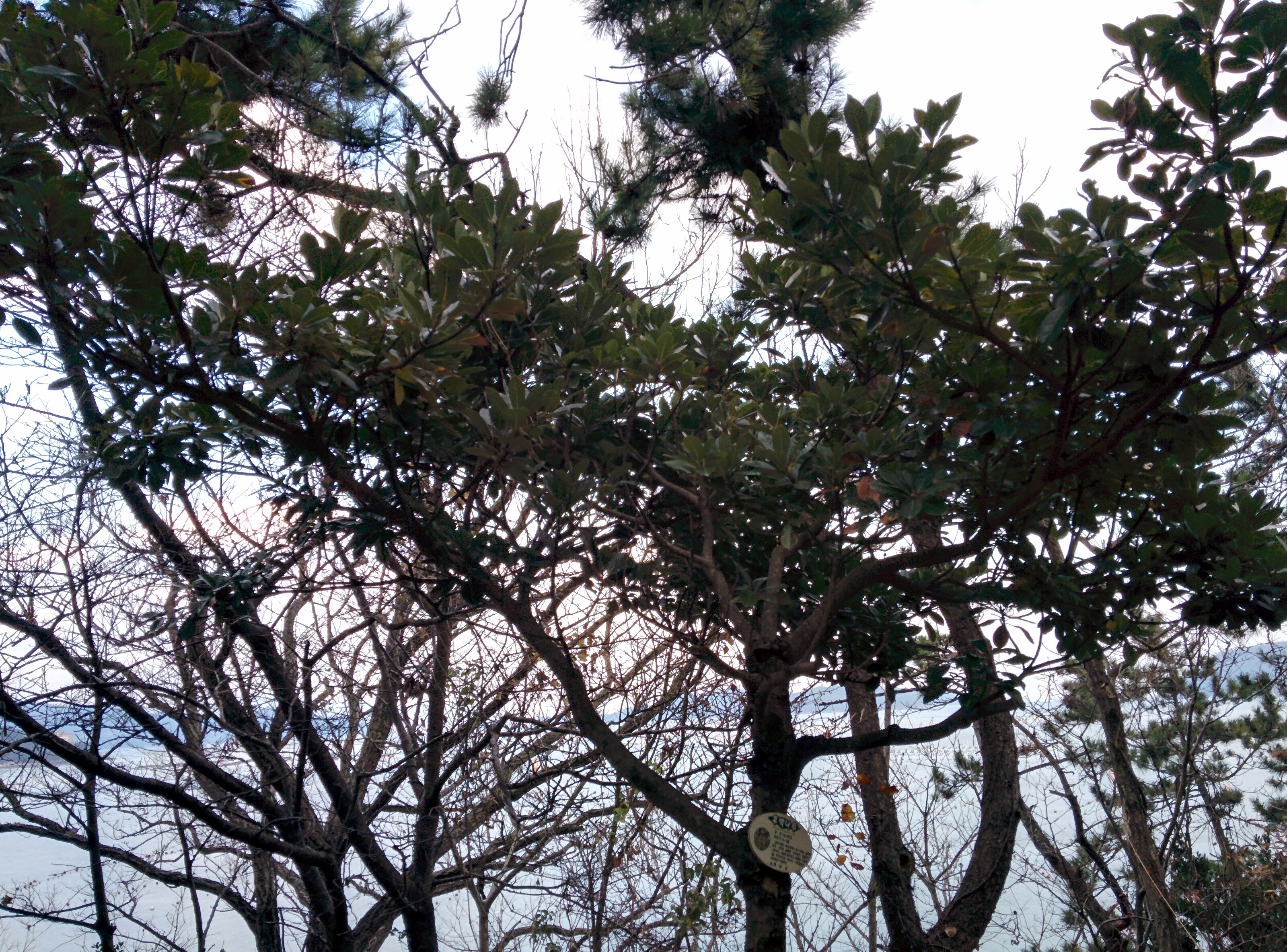 IMG_20151229_162006.jpg 남부지방의 흔한 나무... 후박나무