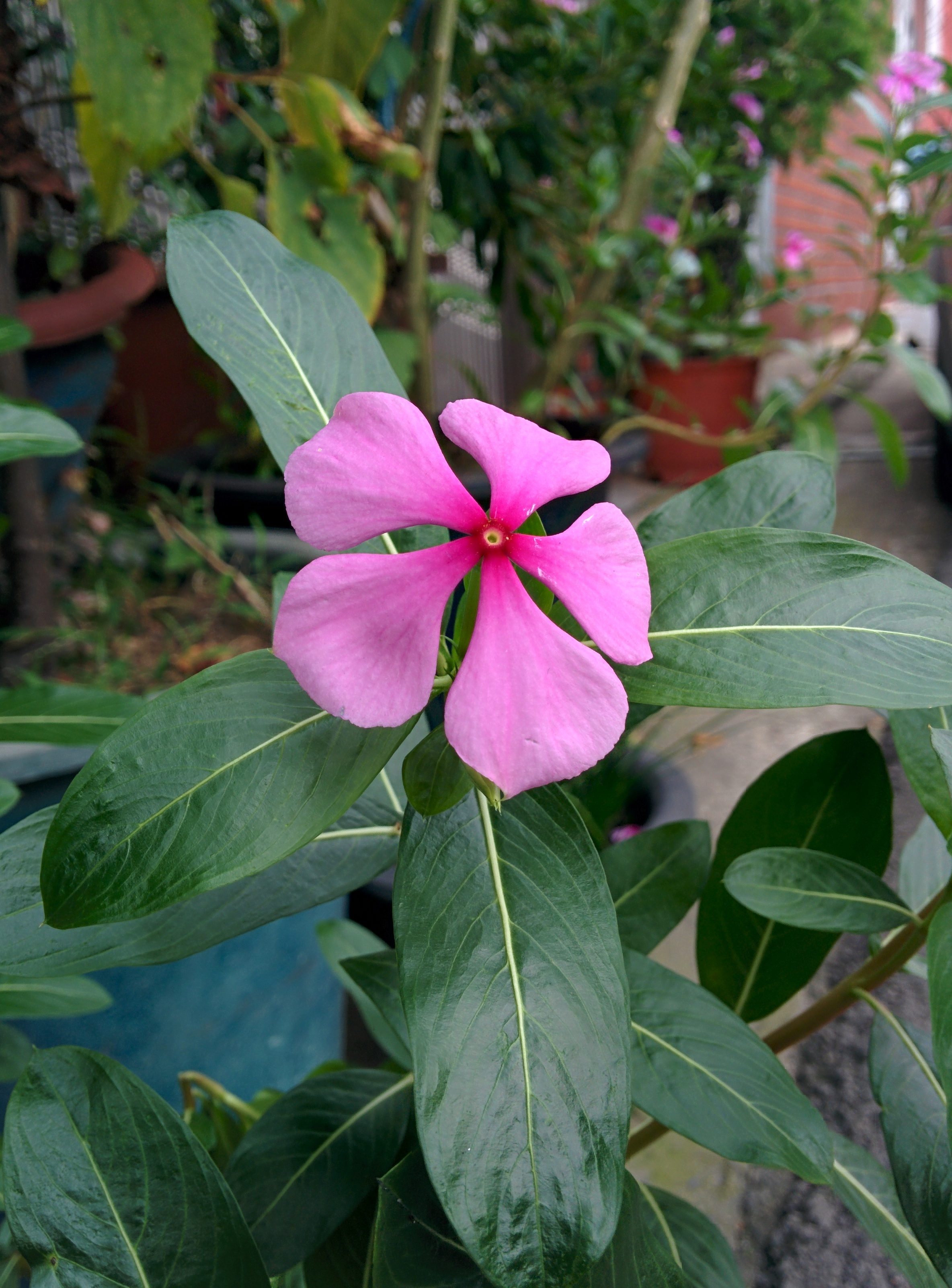 IMG_20150926_163426.jpg 다섯 꽃잎의 분홍색 꽃이 핀 일일초