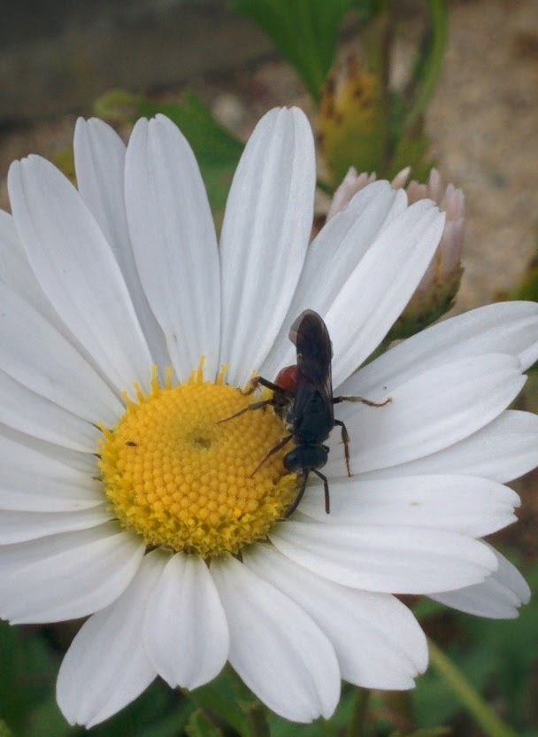 IMG_20151003_155140.jpg 하얀 들국화를 찾은 작은 잎벌? 홍배꼬마꽃벌!