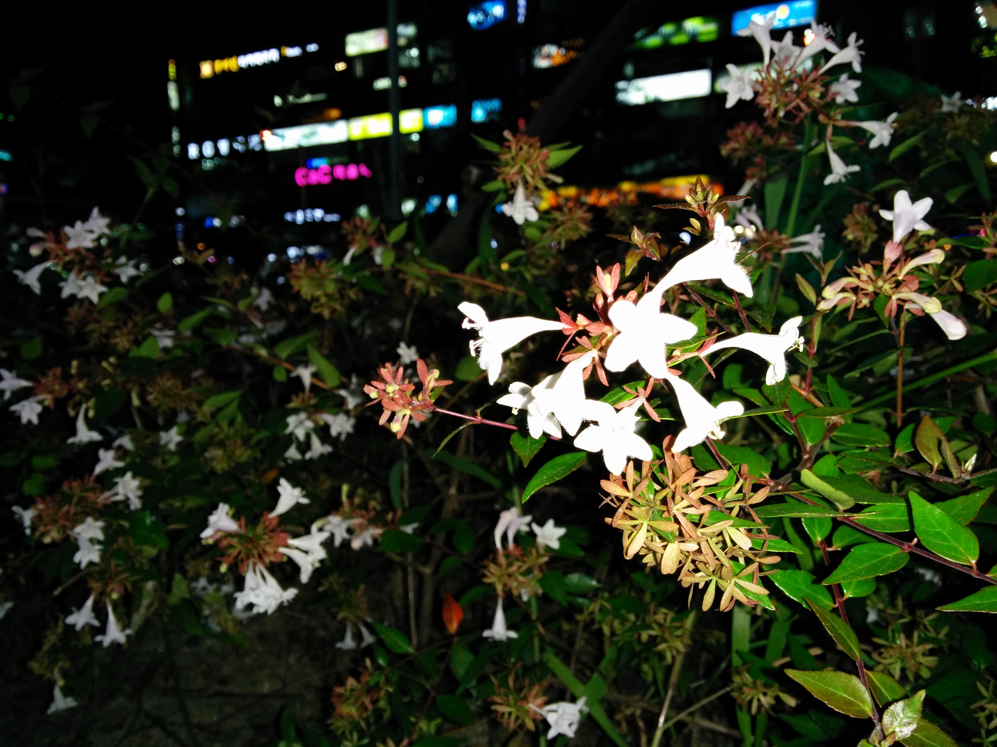 IMG_20150917_195815.jpg 대전시 노은역 꽃댕강나무 꽃