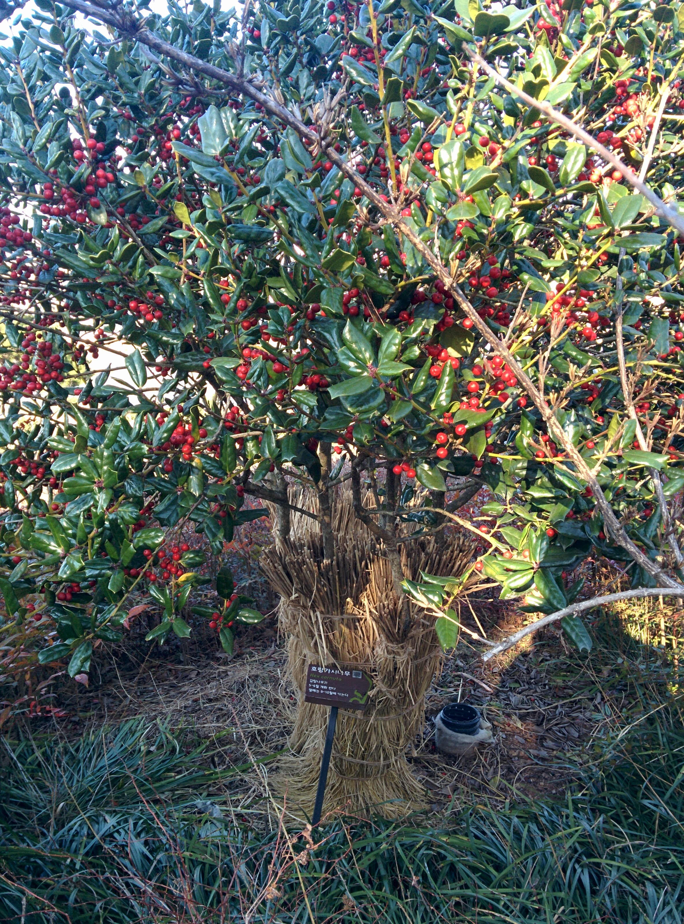 IMG_20151228_143134.jpg 붉은색 열매를 잔뜩 매단 호랑가시나무