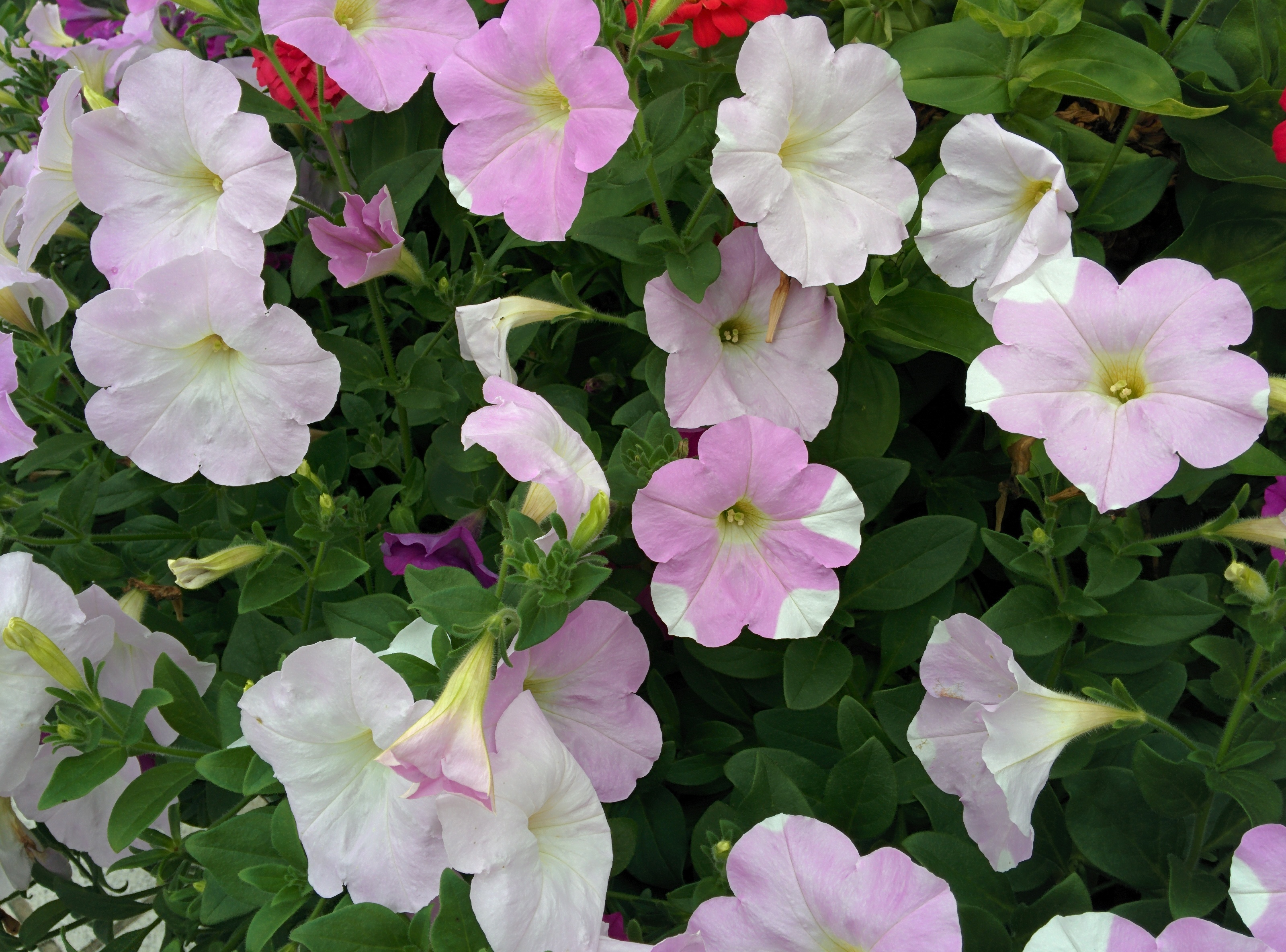 IMG_20150912_161540.jpg 덕유산휴게소의 꽃(붉은꽃=백일홍, 흰꽃과 분홍꽃=피튜니아)