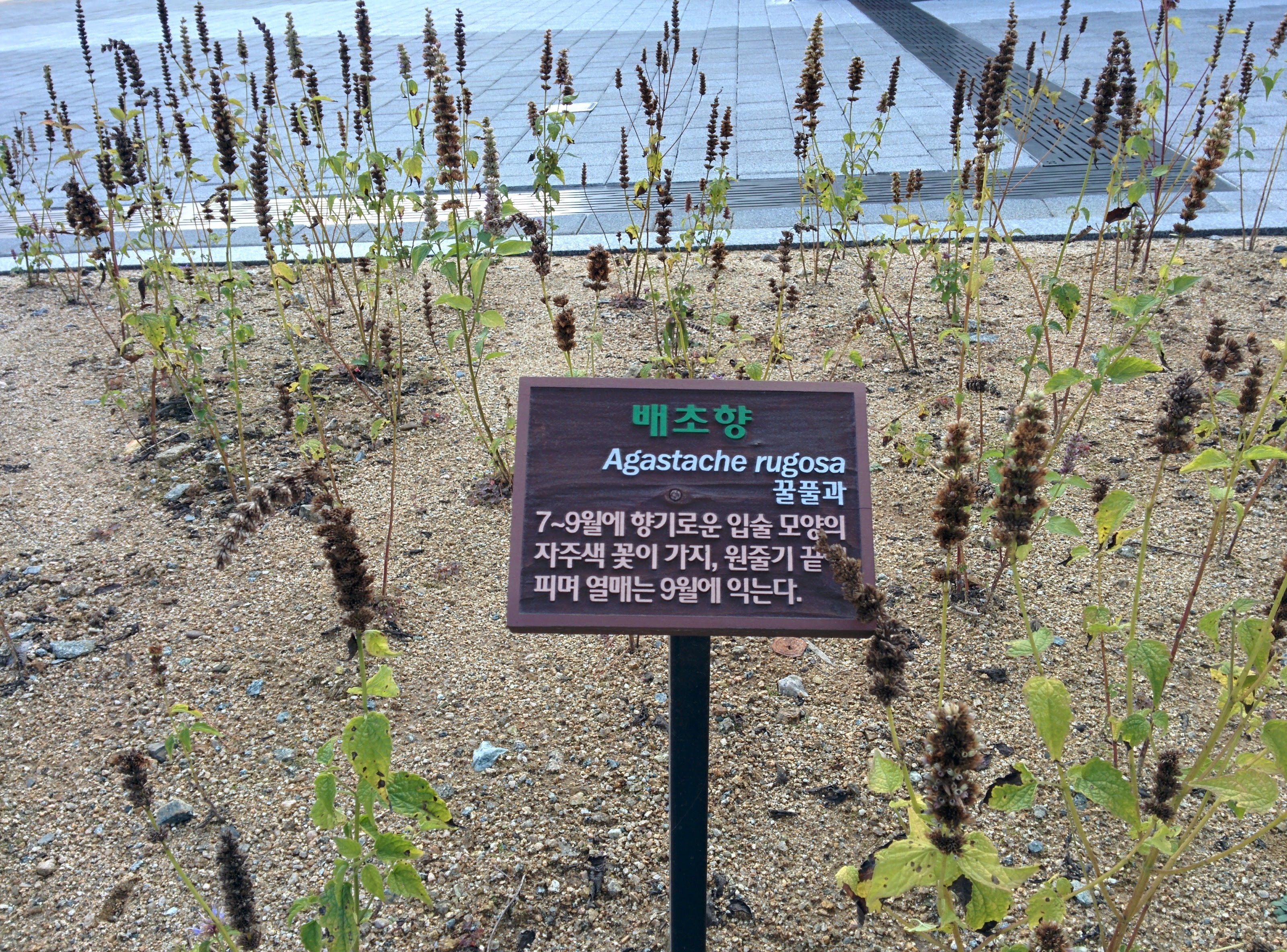 IMG_20151103_104604.jpg 가을 끝자락에 지는 마지막 꽃잎의 배초향(방아풀), 싱그러운 향기.