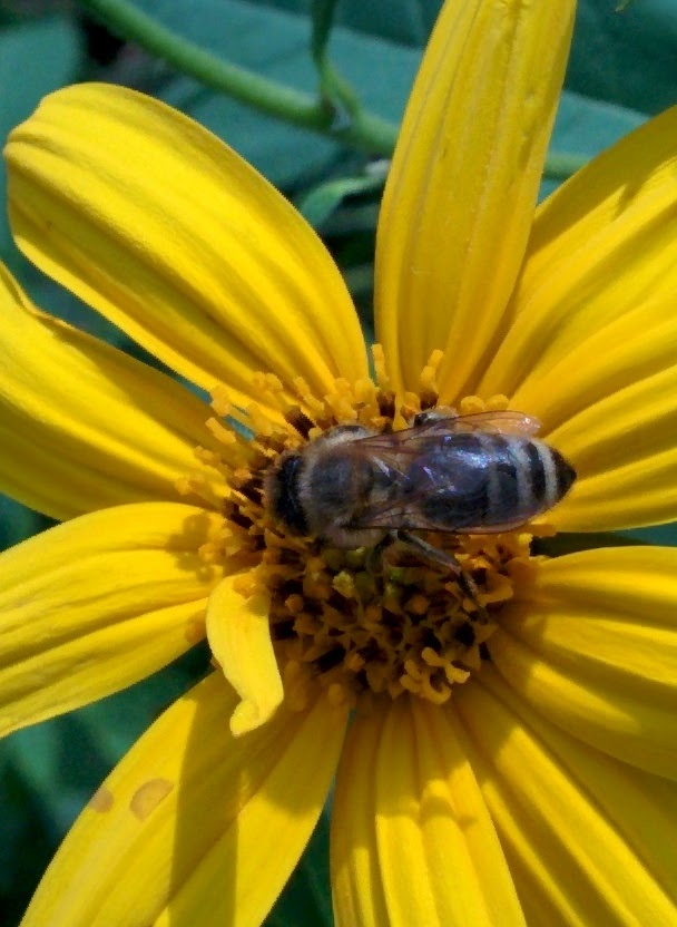 IMG_20151004_114011.jpg 노란색 뚱딴지 꽃을 찾은 재래꿀벌