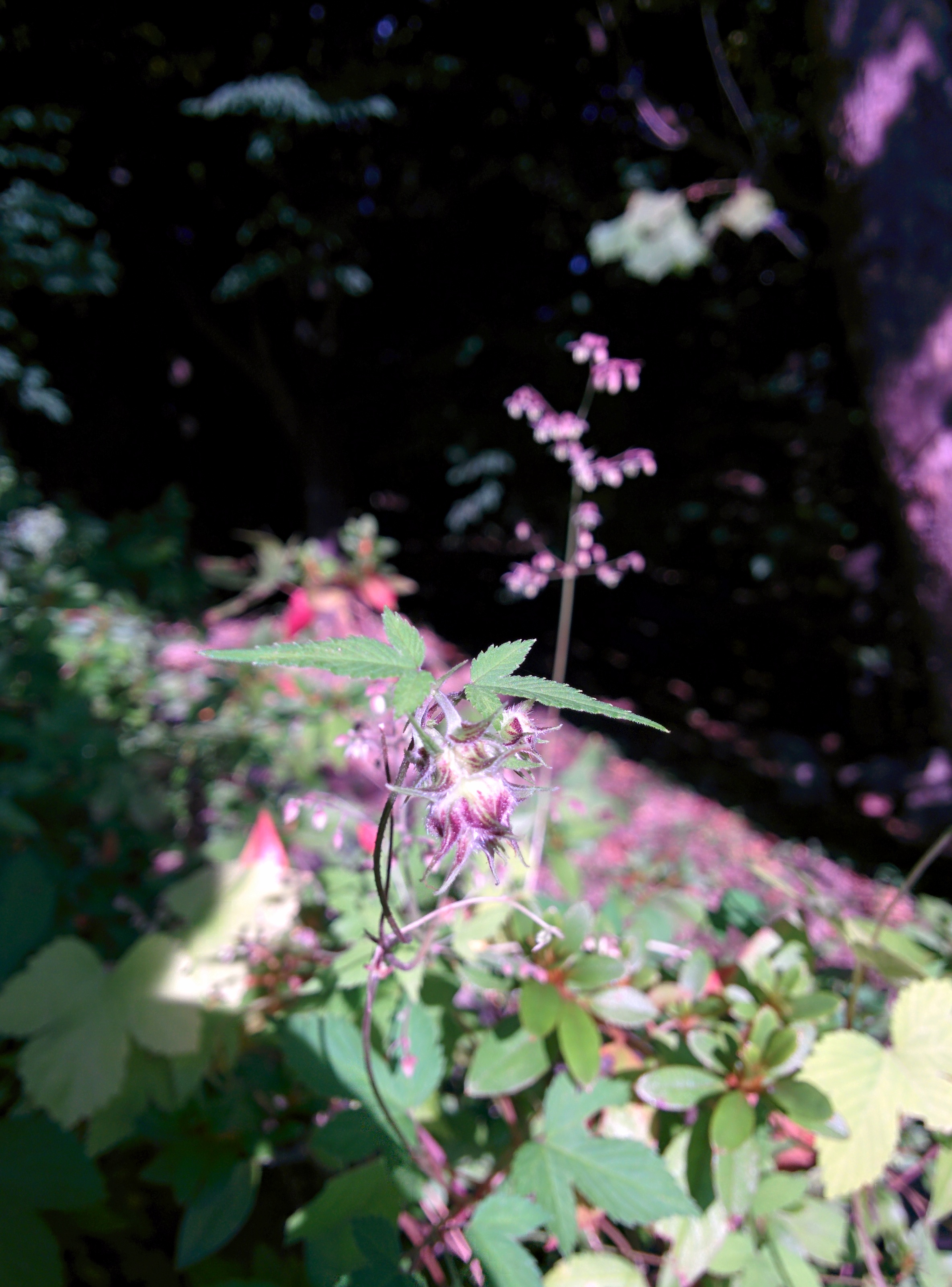 IMG_20150915_164827.jpg 묘하게 작고 예쁜 꽃을 피운 환삼덩굴 -- 수꽃