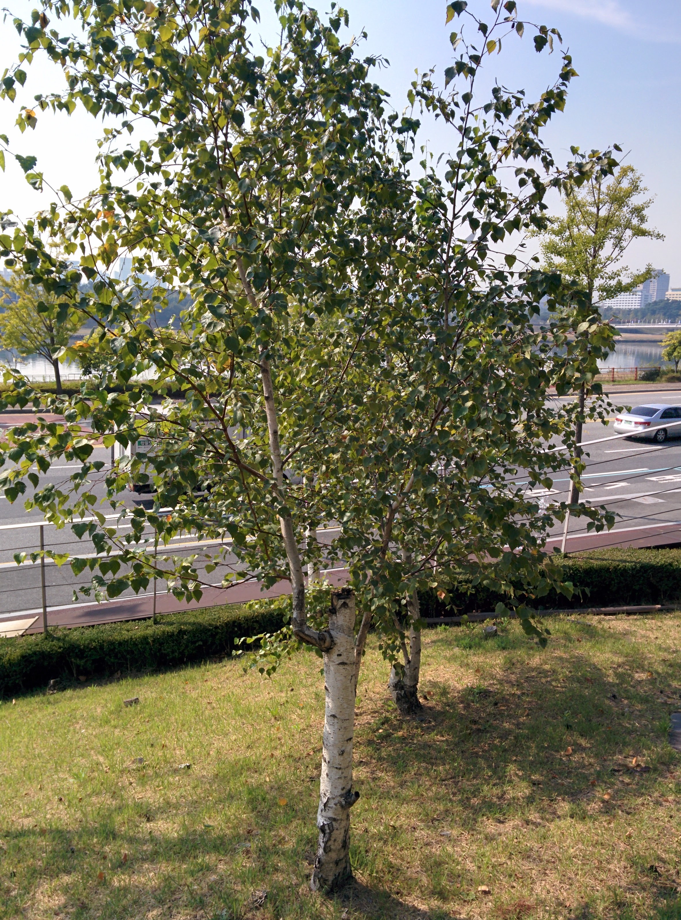 IMG_20151007_104816.jpg 줄기가 흰색인 자작나무 열매와 줄기