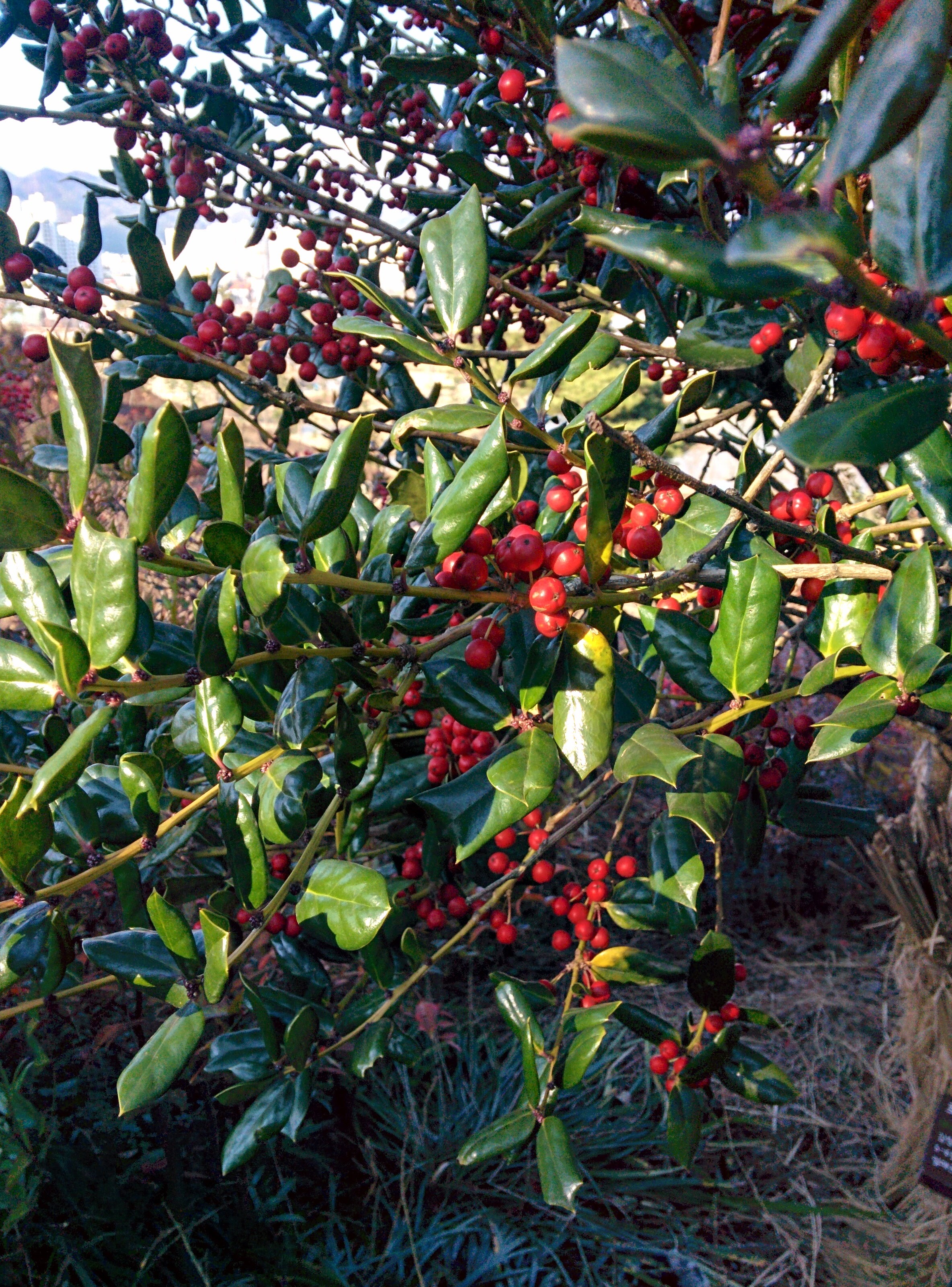 IMG_20151228_143153.jpg 붉은색 열매를 잔뜩 매단 호랑가시나무