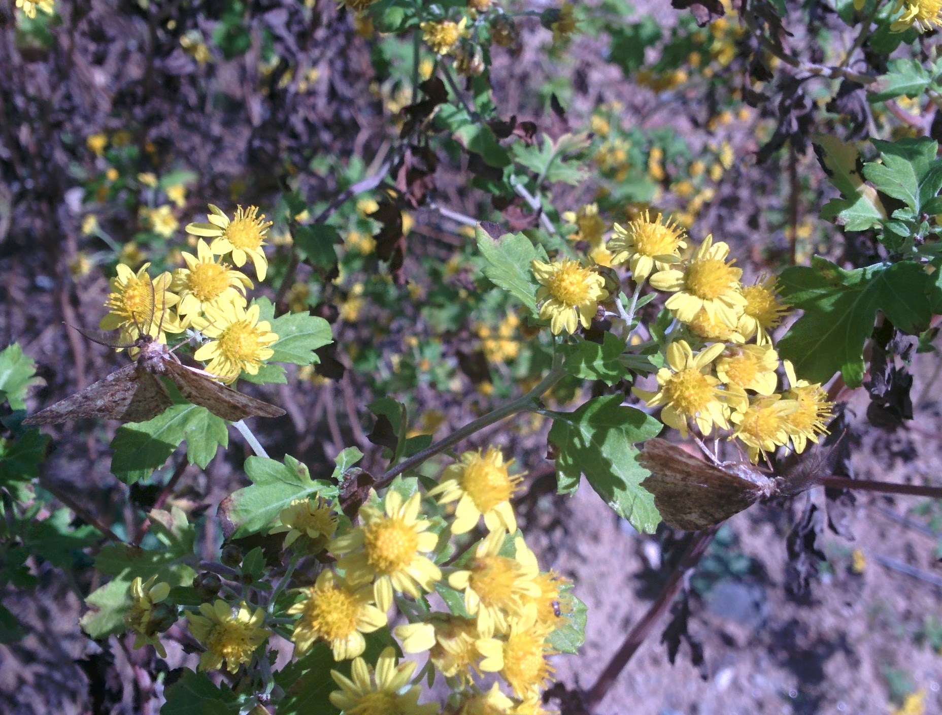 IMG_20151014_130843.jpg 노란색 작은 꽃의 들국화(산국) 찾은 나방 두마리