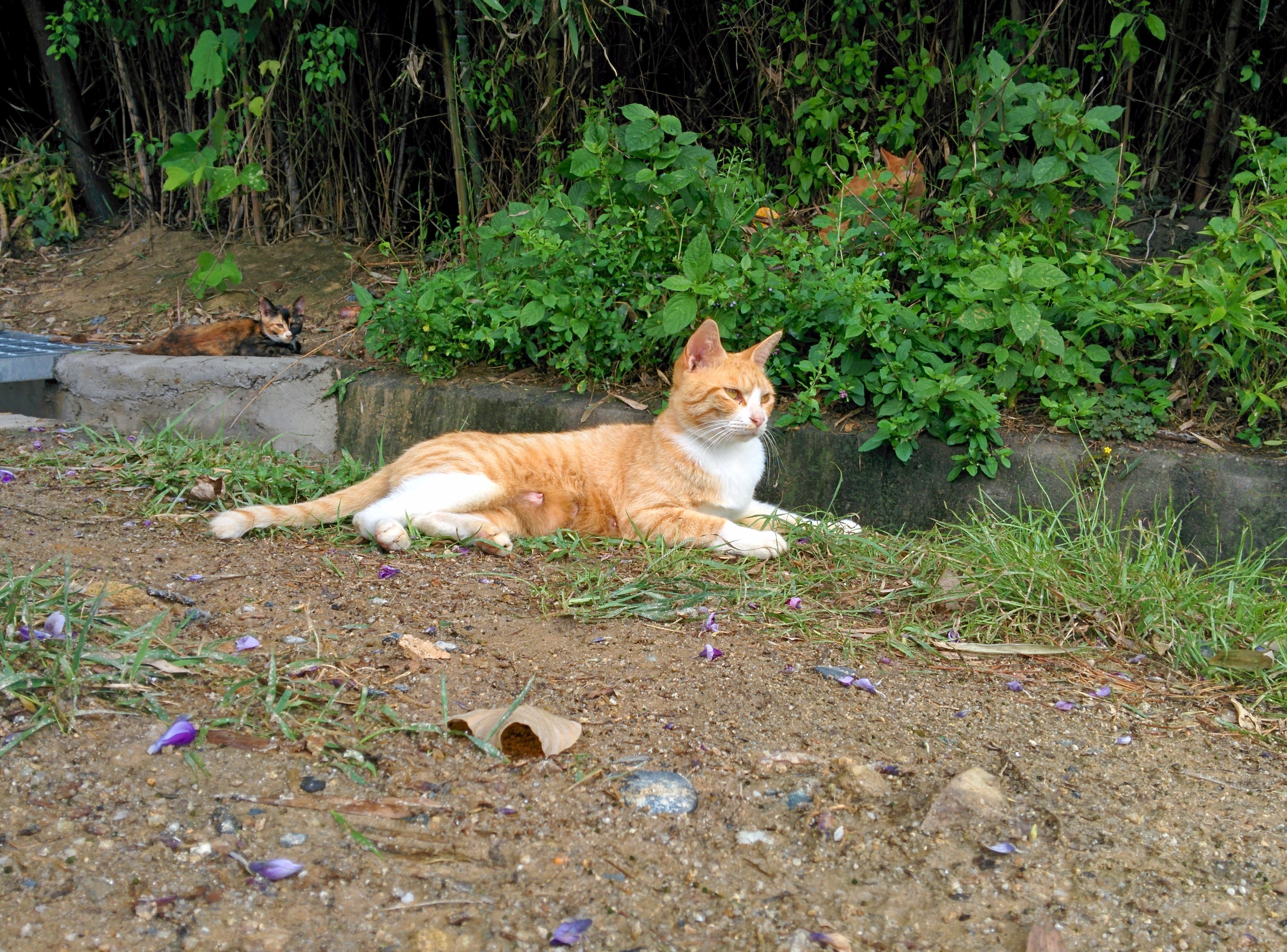 IMG_20140903_120329.jpg 과기원 고양이... 고양이... 고양이... 고양이