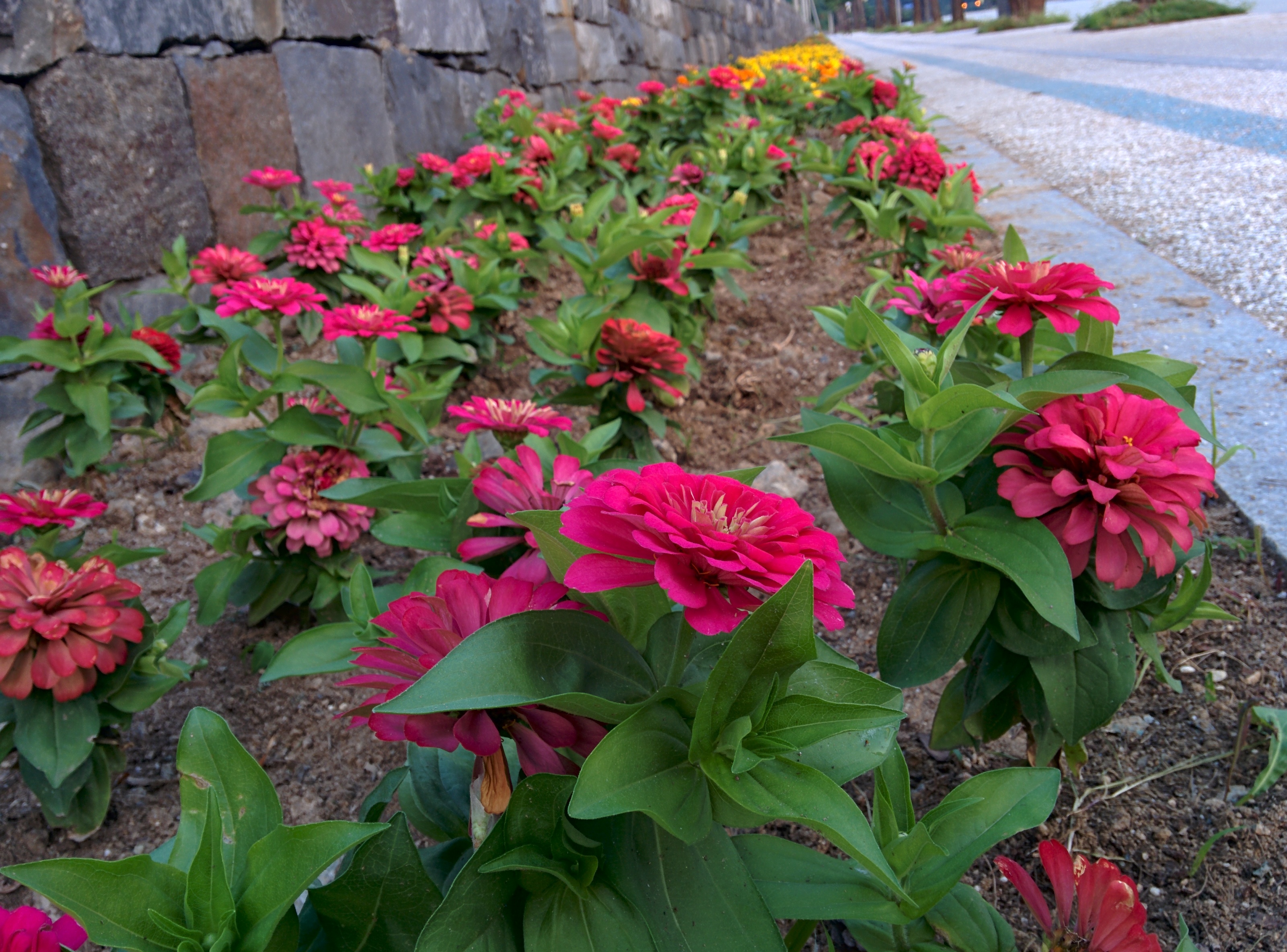 IMG_20150830_184230.jpg 공주시 도로변 화단의 백일홍