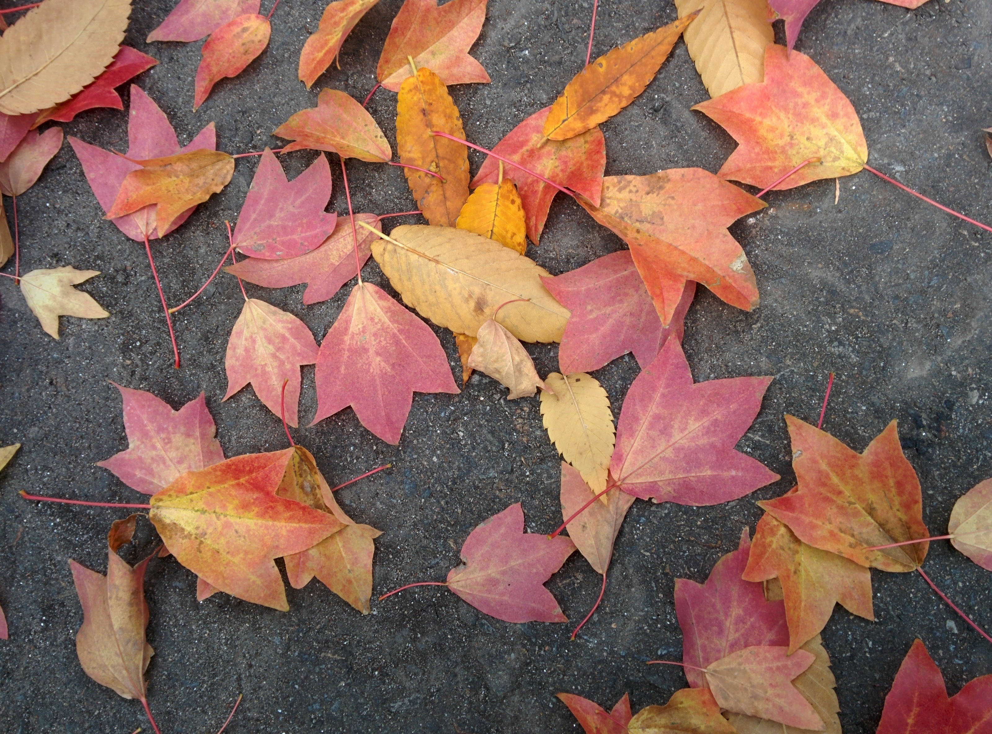 IMG_20151112_085717.jpg 단풍 낙엽... 중국단풍나무, 느티나무 단풍잎