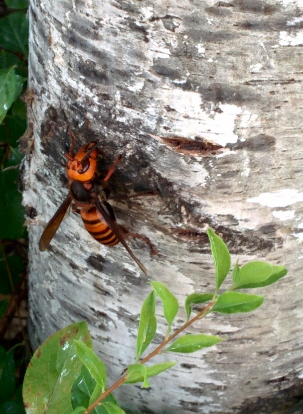 IMG_20151006_163827.jpg 자작나무 수액을 빠는 장수말벌