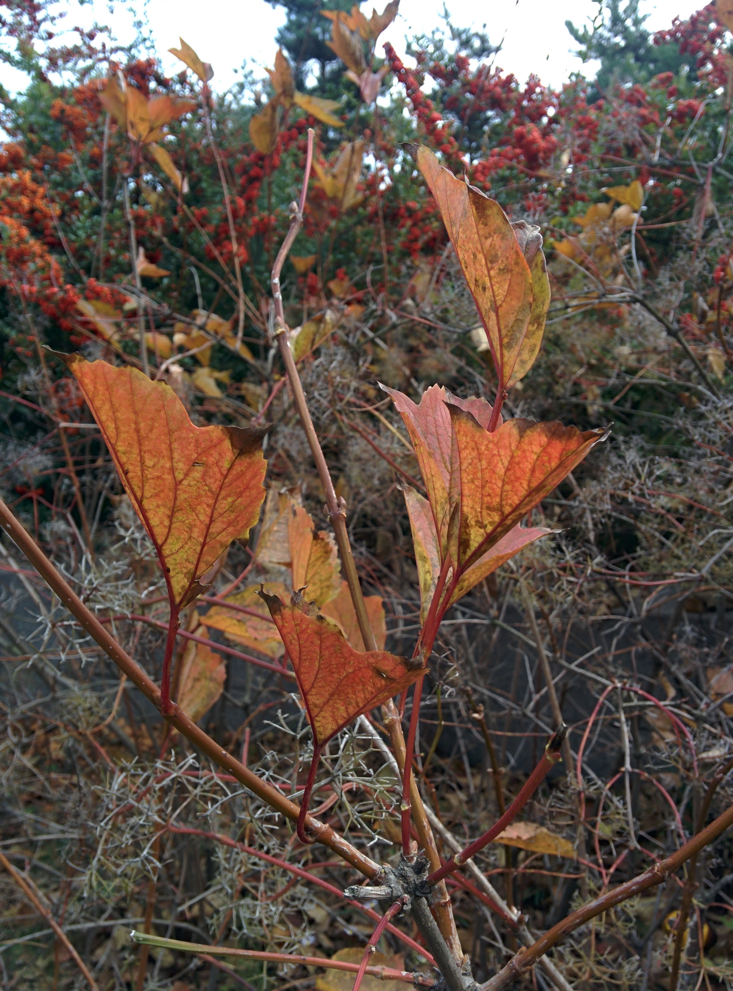 IMG_20151106_135006.jpg 꽃대를 꽃처럼 피운 불두화(佛頭花)