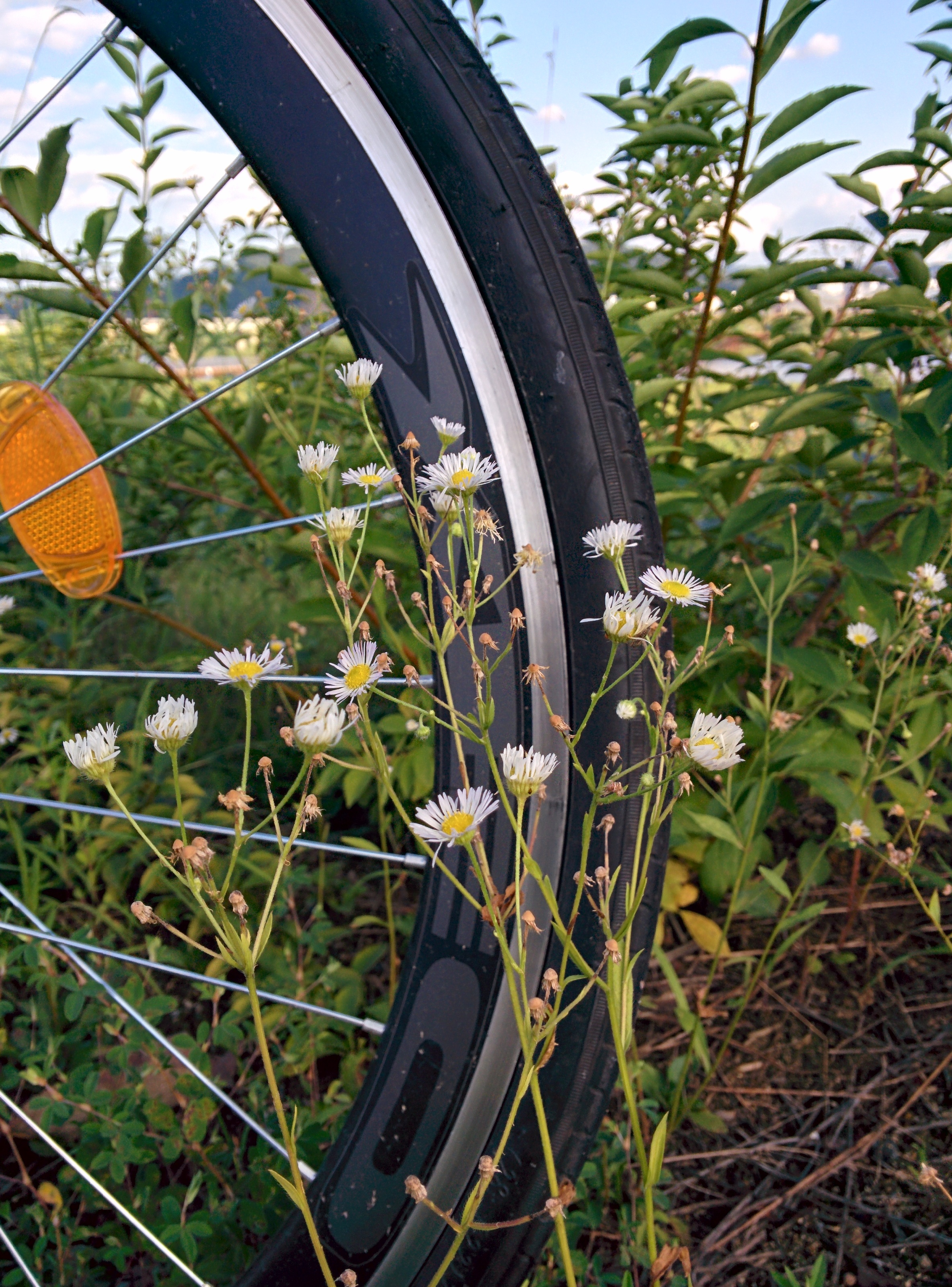 IMG_20150826_172837.jpg 자전거 바퀴와 개망초 꽃