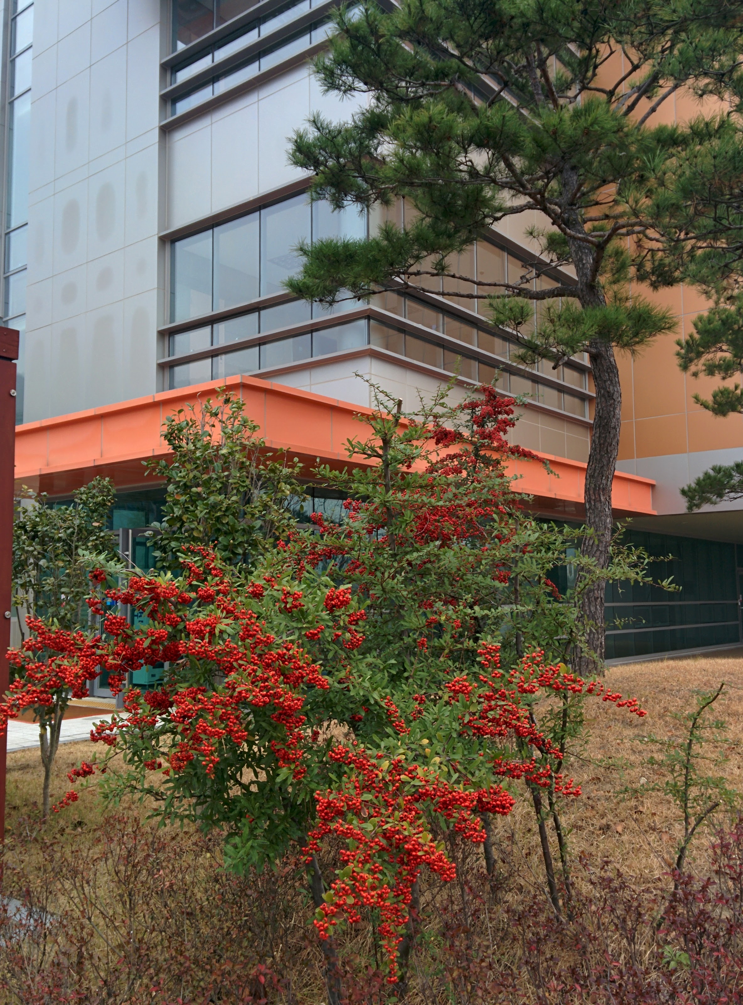 IMG_20151202_085429.jpg 빨간색 열매의 관목... 피라칸다(Pyracantha angustifolia)