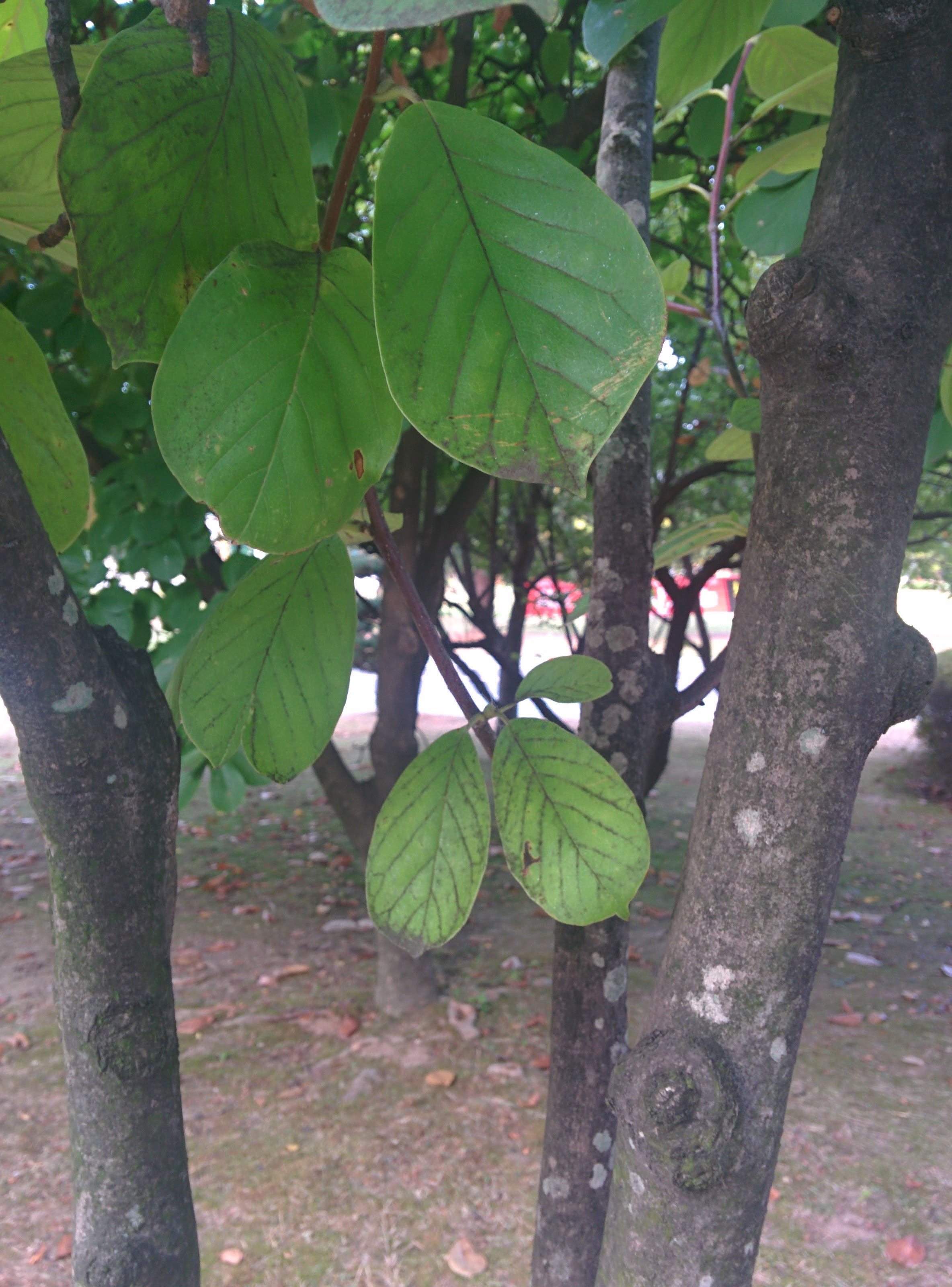 IMG_20150925_174812.jpg 가을 목련, 봄을 준비한다