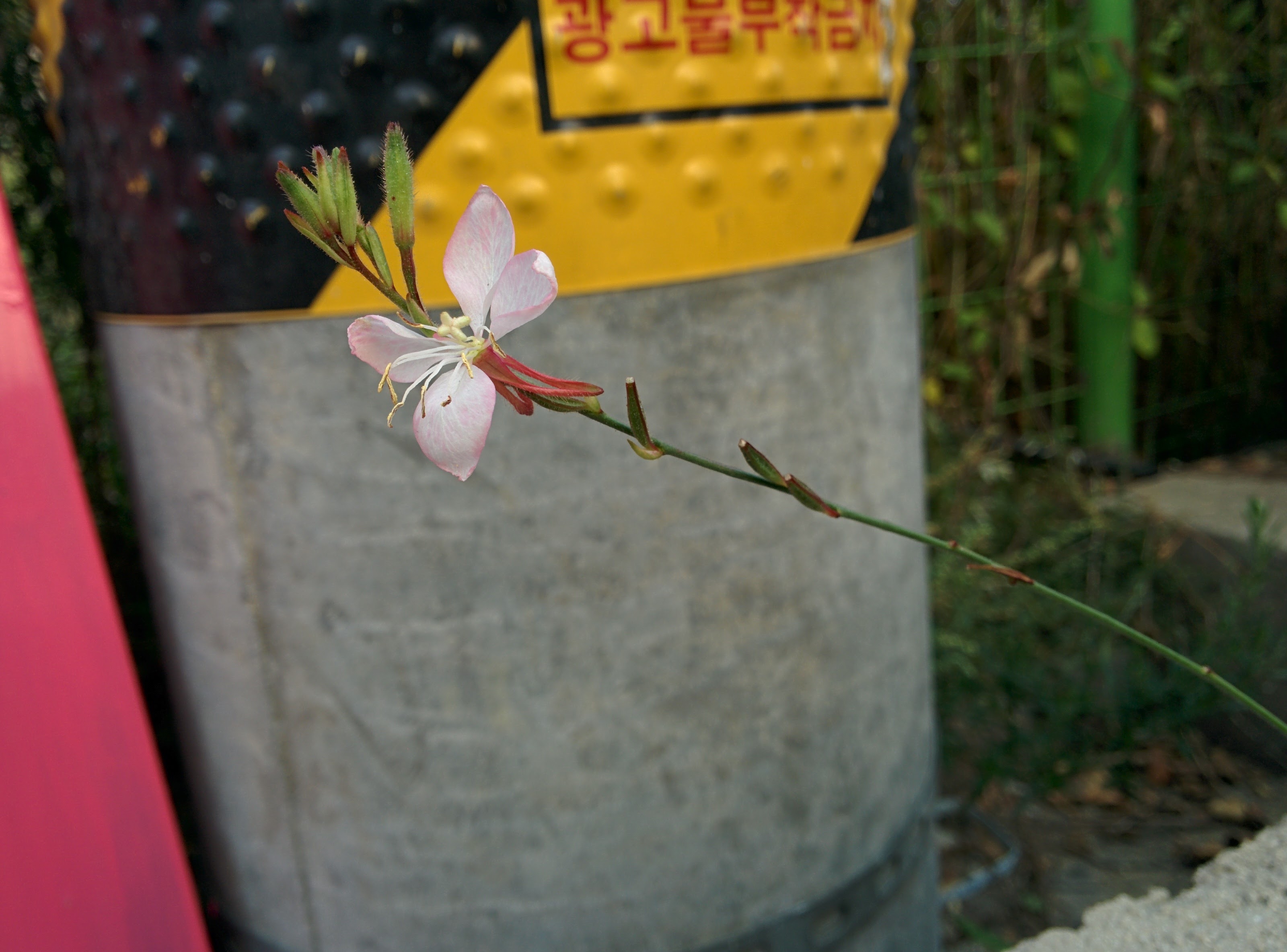IMG_20151008_171417.jpg 과기원 울타리 작은 화단의 바늘꽃