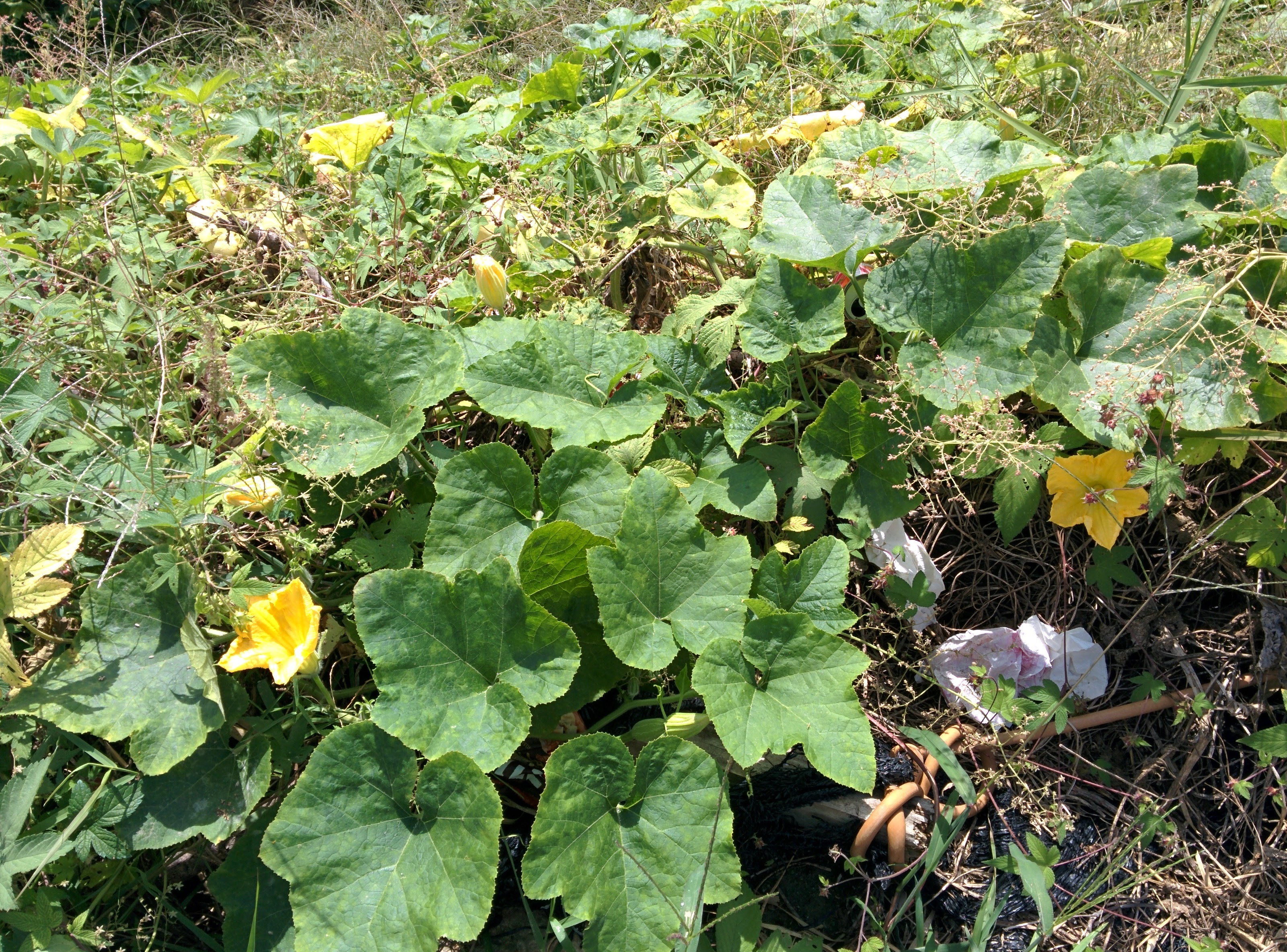 IMG_20151004_125410.jpg 한국남자들의 우리마누라꽃, 호박꽃