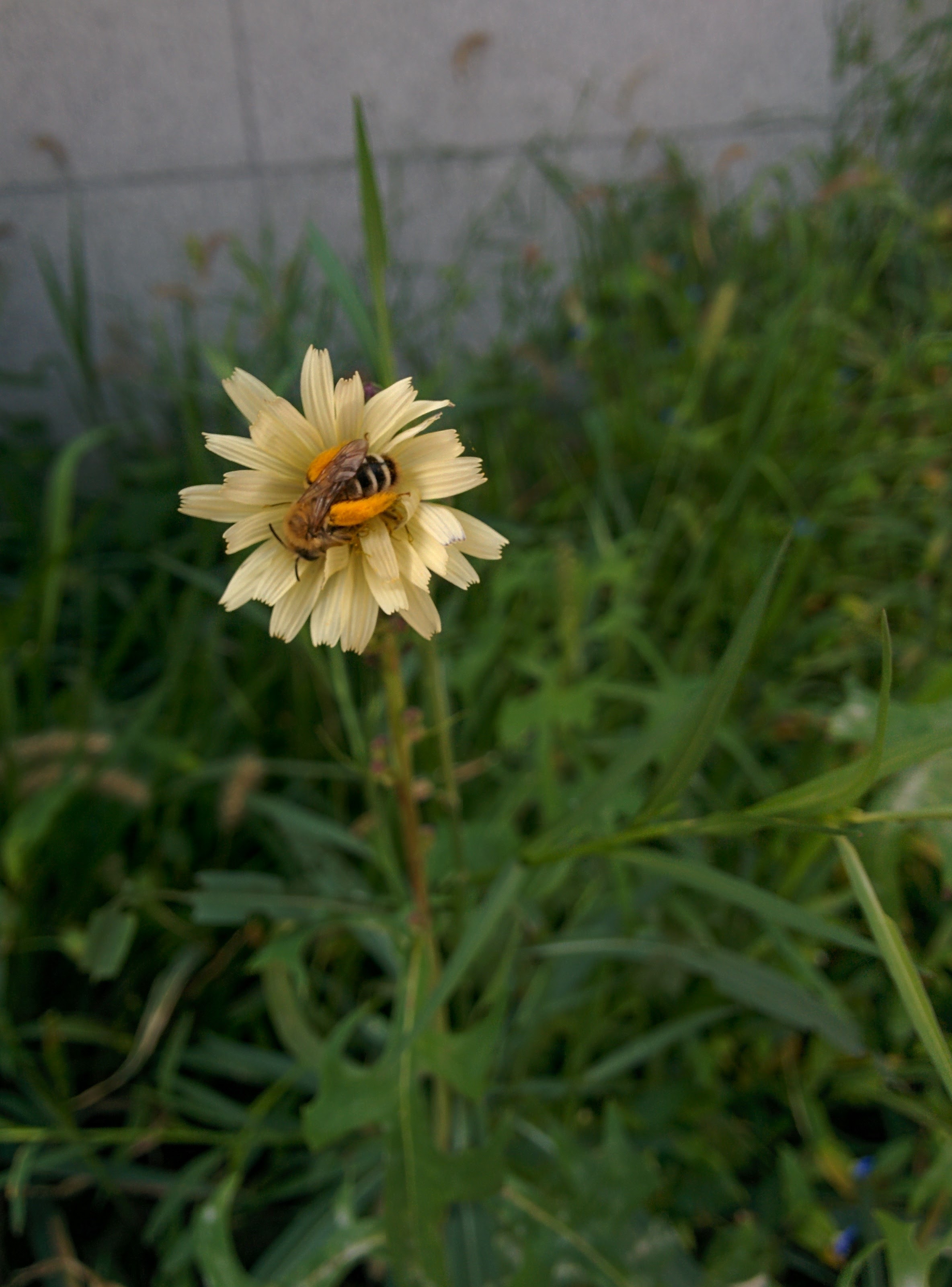 IMG_20150920_114432.jpg 털다리 꿀벌, 옅은 노란색 꽃(왕고들빼기)에서 쉬다.