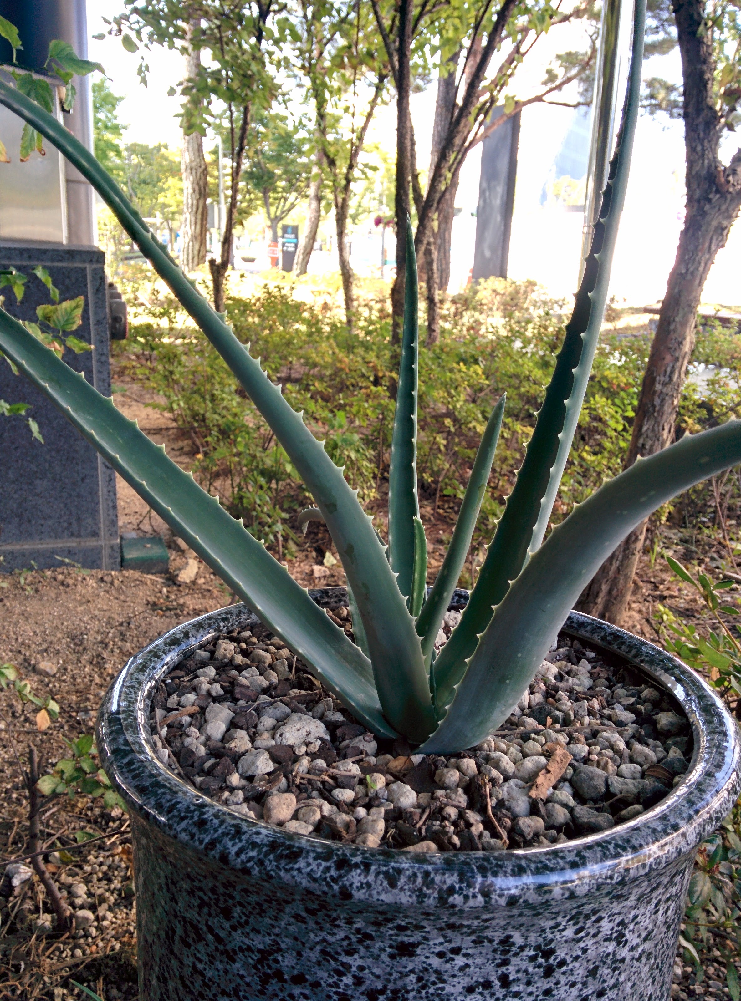 IMG_20151005_132118.jpg 화분에서 자라는 알로에. 아마도 알로에베라(Aloe vera)