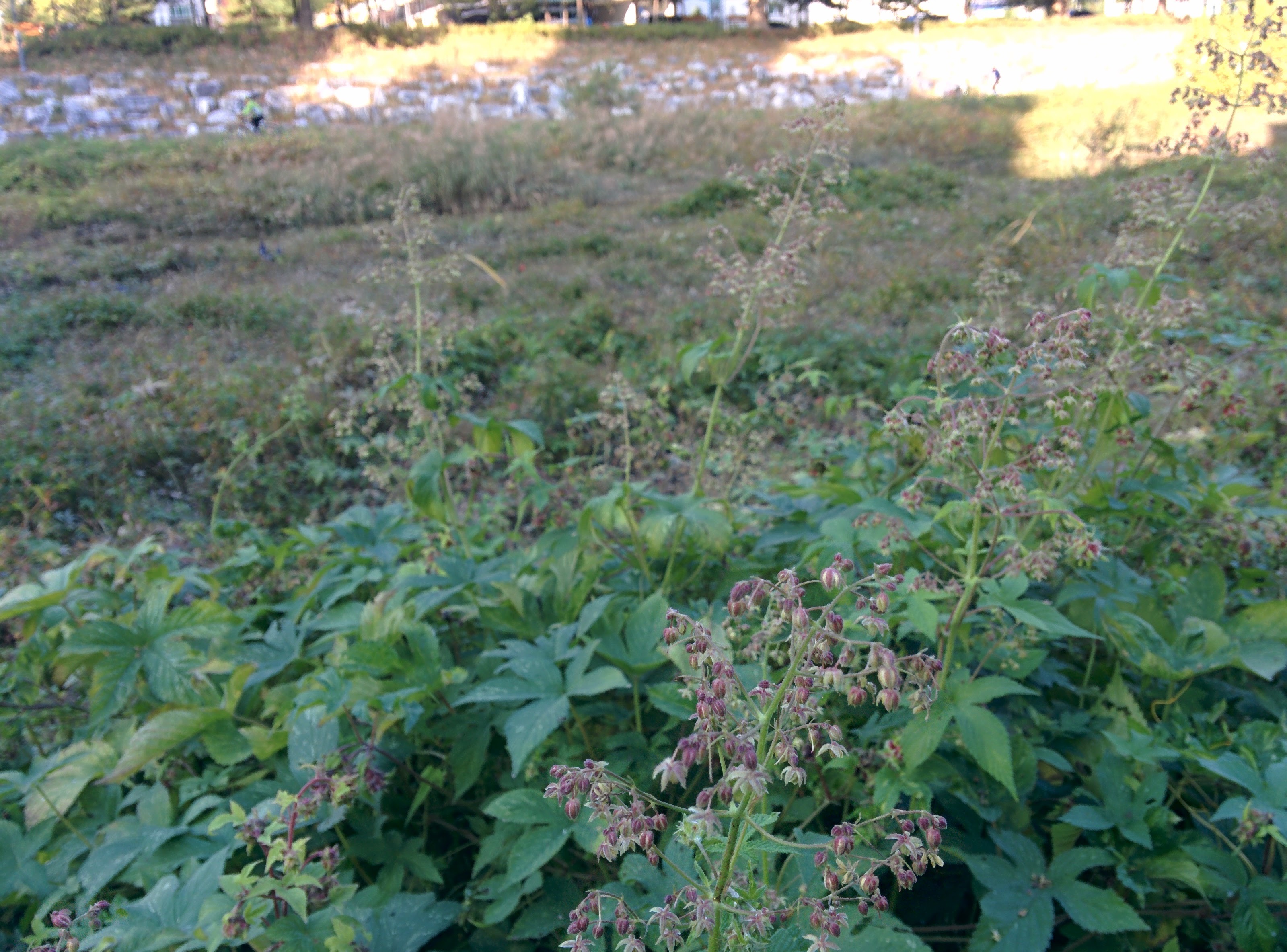 IMG_20151025_153019.jpg 환삼덩굴 꽃 (작은 키큰 수꽃, 큰 키작은 암꽃)