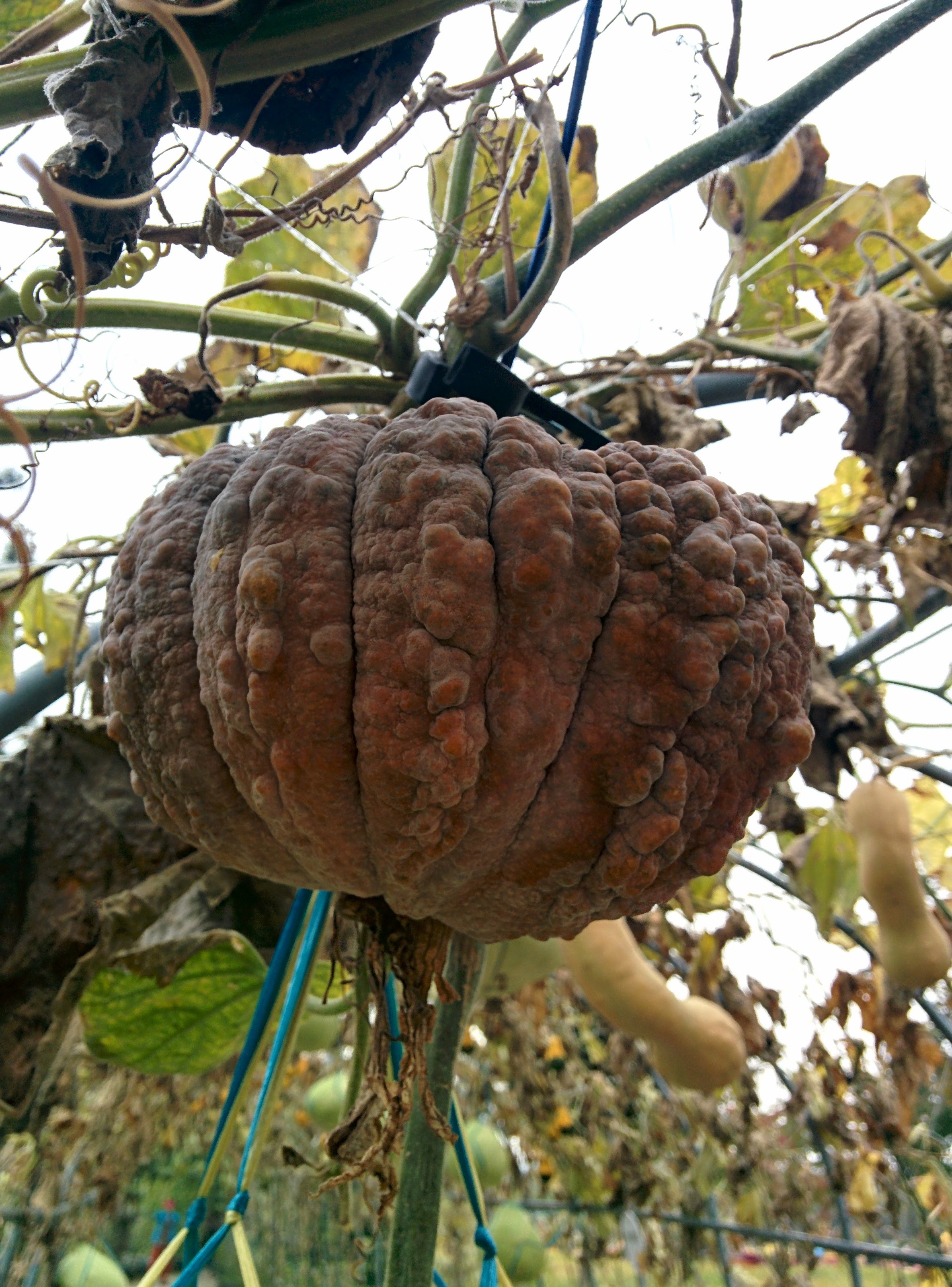 IMG_20151024_131825.jpg 혹부리호박? 사마귀호박? 울퉁불퉁한 호박 품종, 퓨처