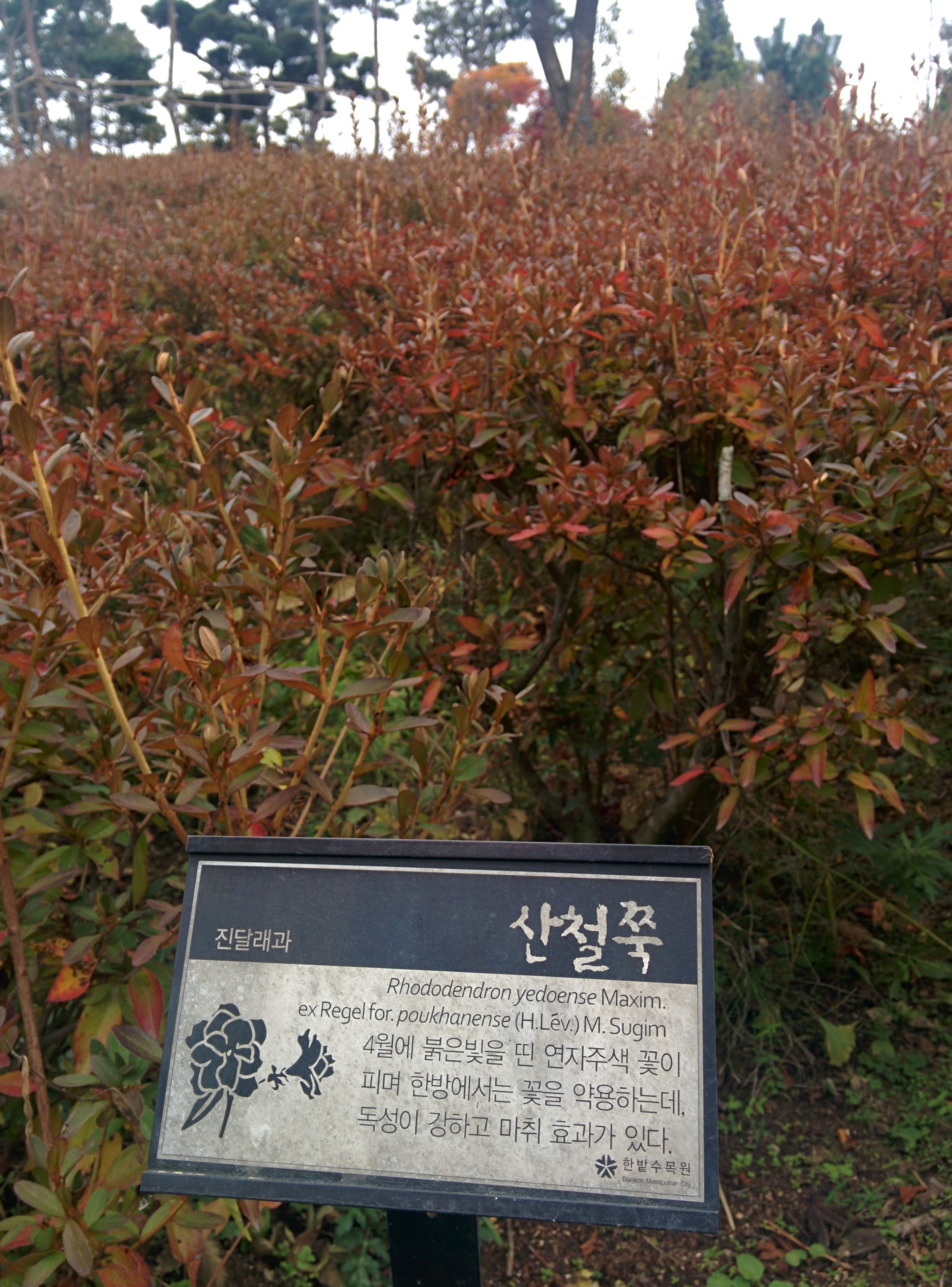 IMG_20151106_145737.jpg 붉은색 단풍이 든 산철쭉 군락