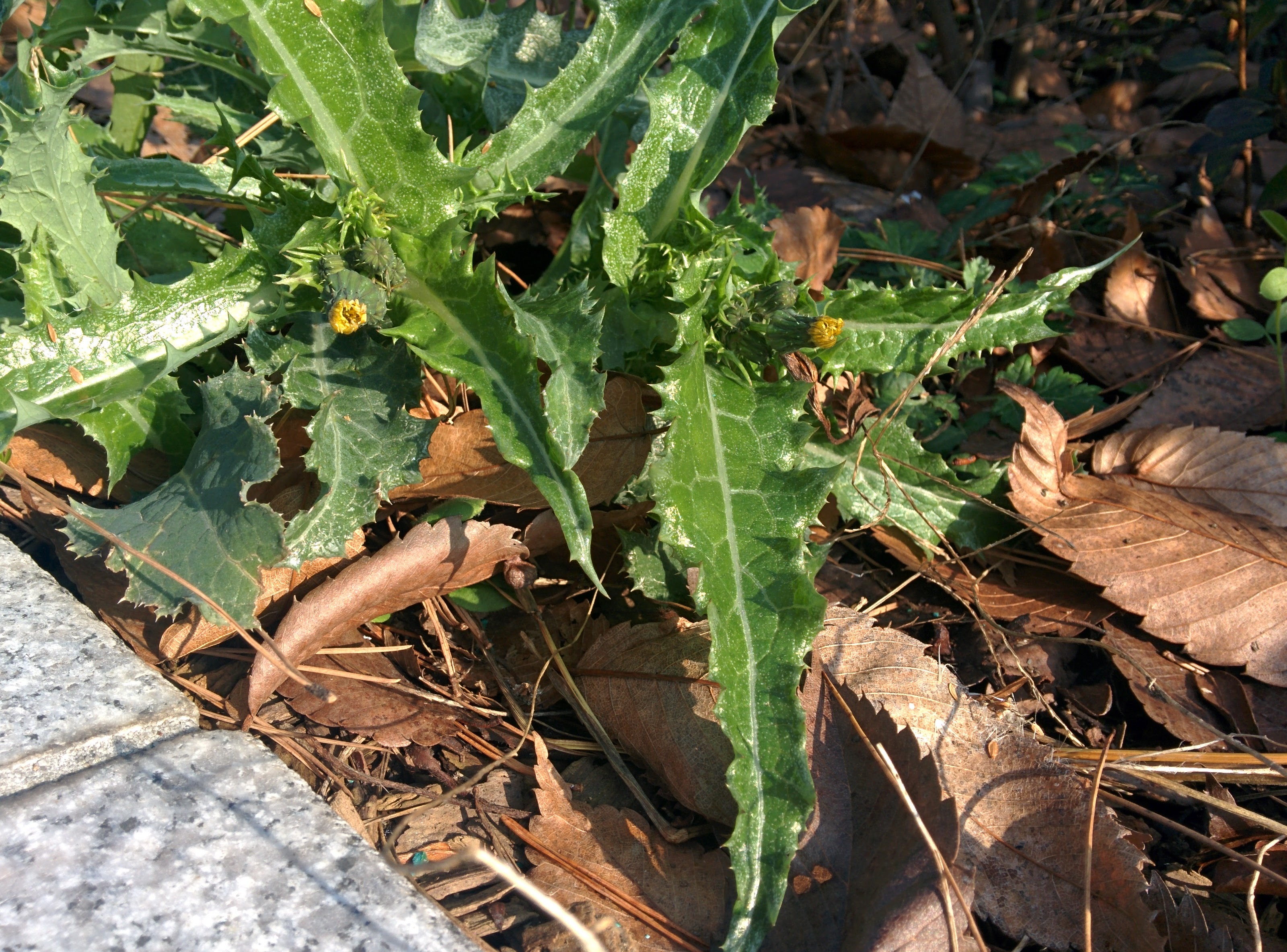 IMG_20151201_104848.jpg 휴게소 화단의 잡초.., 방가지똥(Sonchus oleraceus)