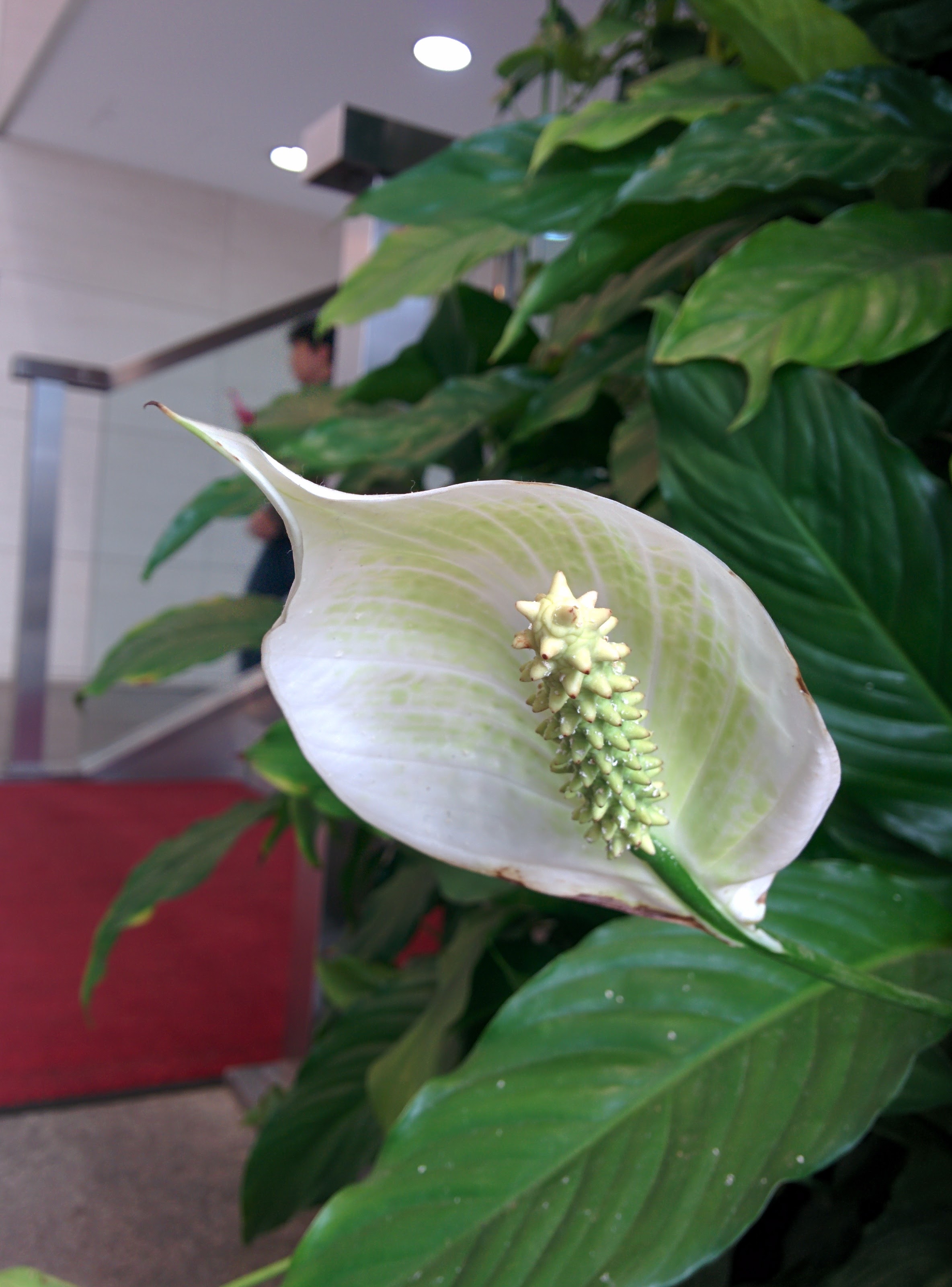 IMG_20151110_090101.jpg 실내에서 자라는 식물. 스파티필럼(Spathiphyllum)