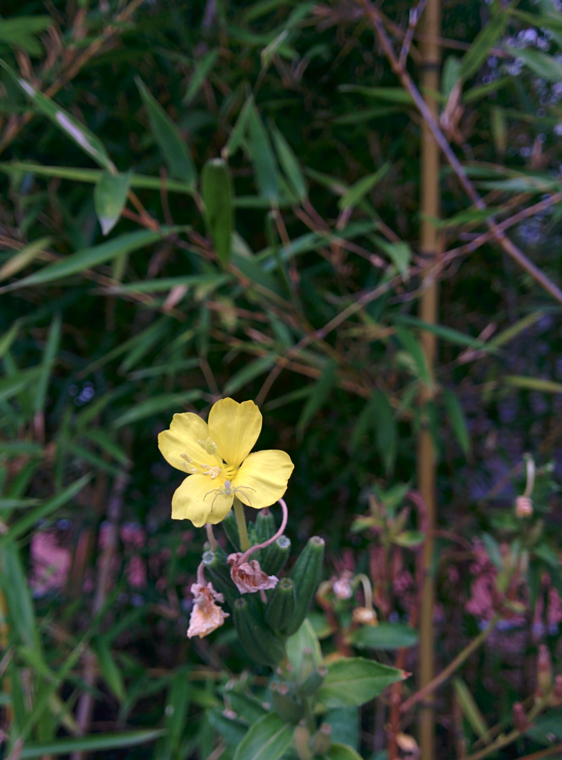 IMG_20150916_165224.jpg 대나무숲에서 노란 꽃을 피운 달맞이꽃