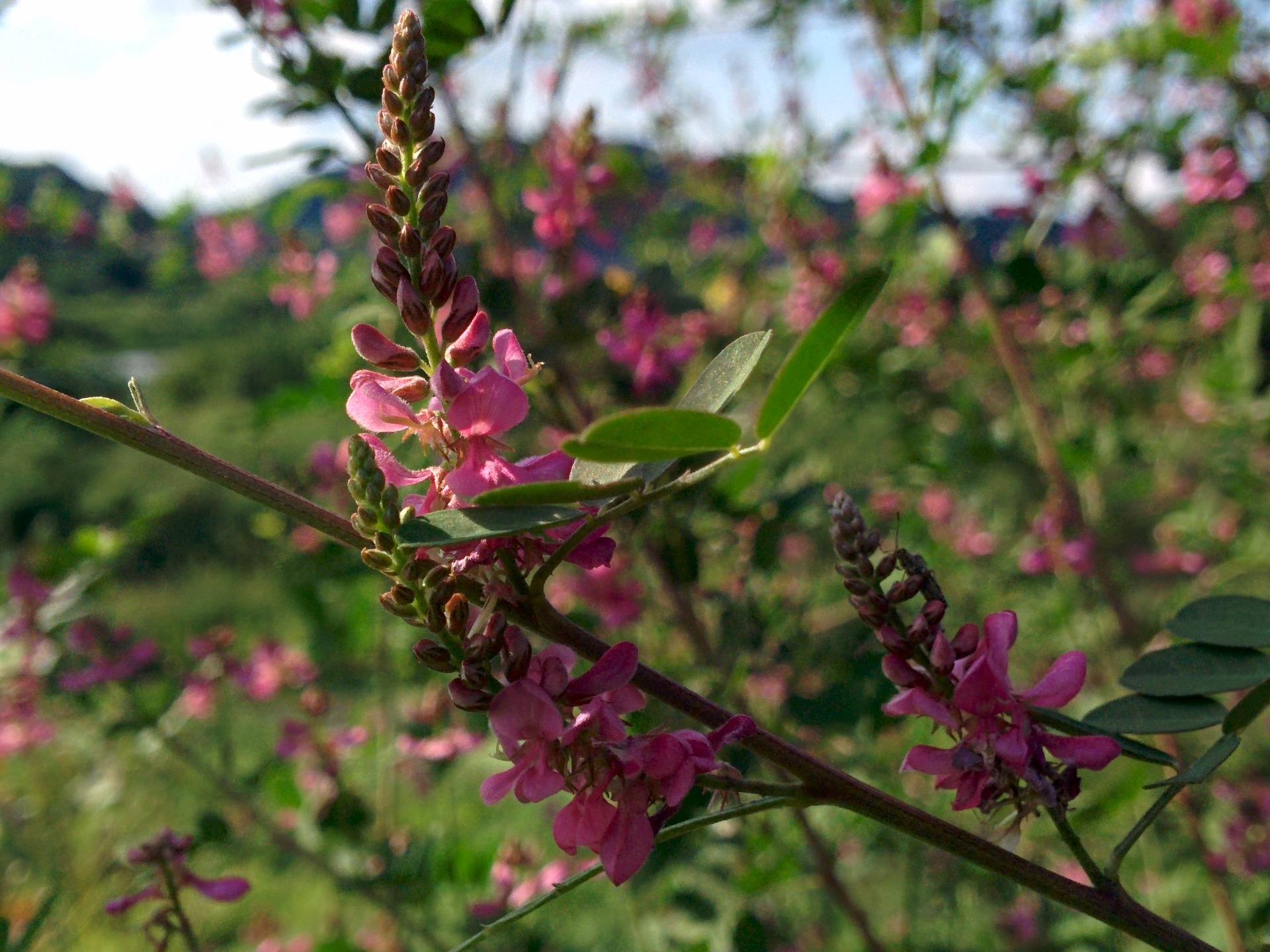 IMG_20150826_160818.jpg 분홍색 싸리나무 꽃... 싸리꽃