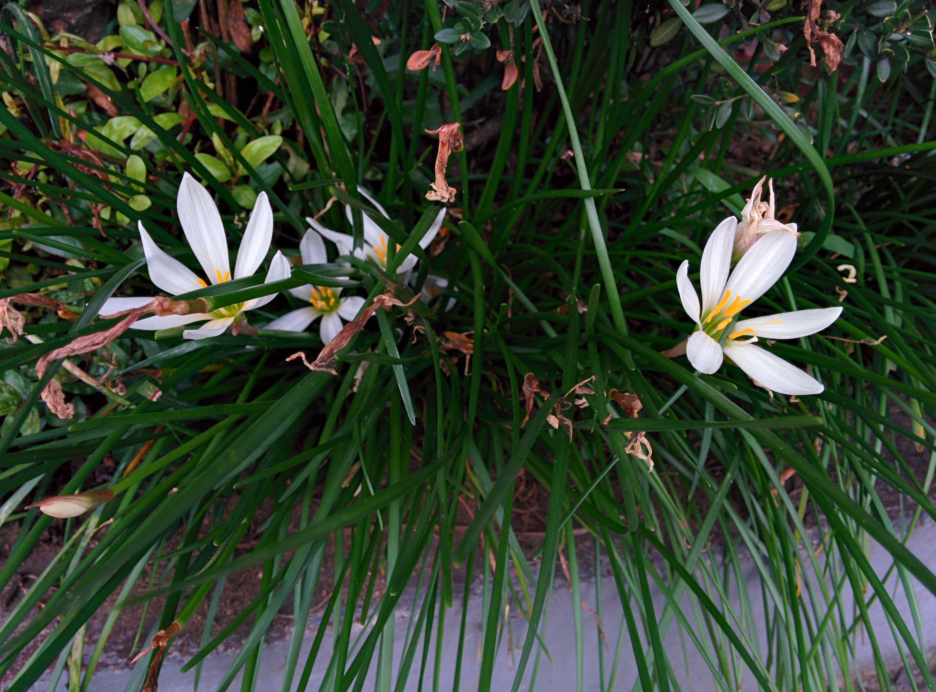 IMG_20150926_163413.jpg 난초잎 닮은 긴 이파리, 꽃잎 여섯 개의 하얀색 꽃 - 흰꽃나도사프란