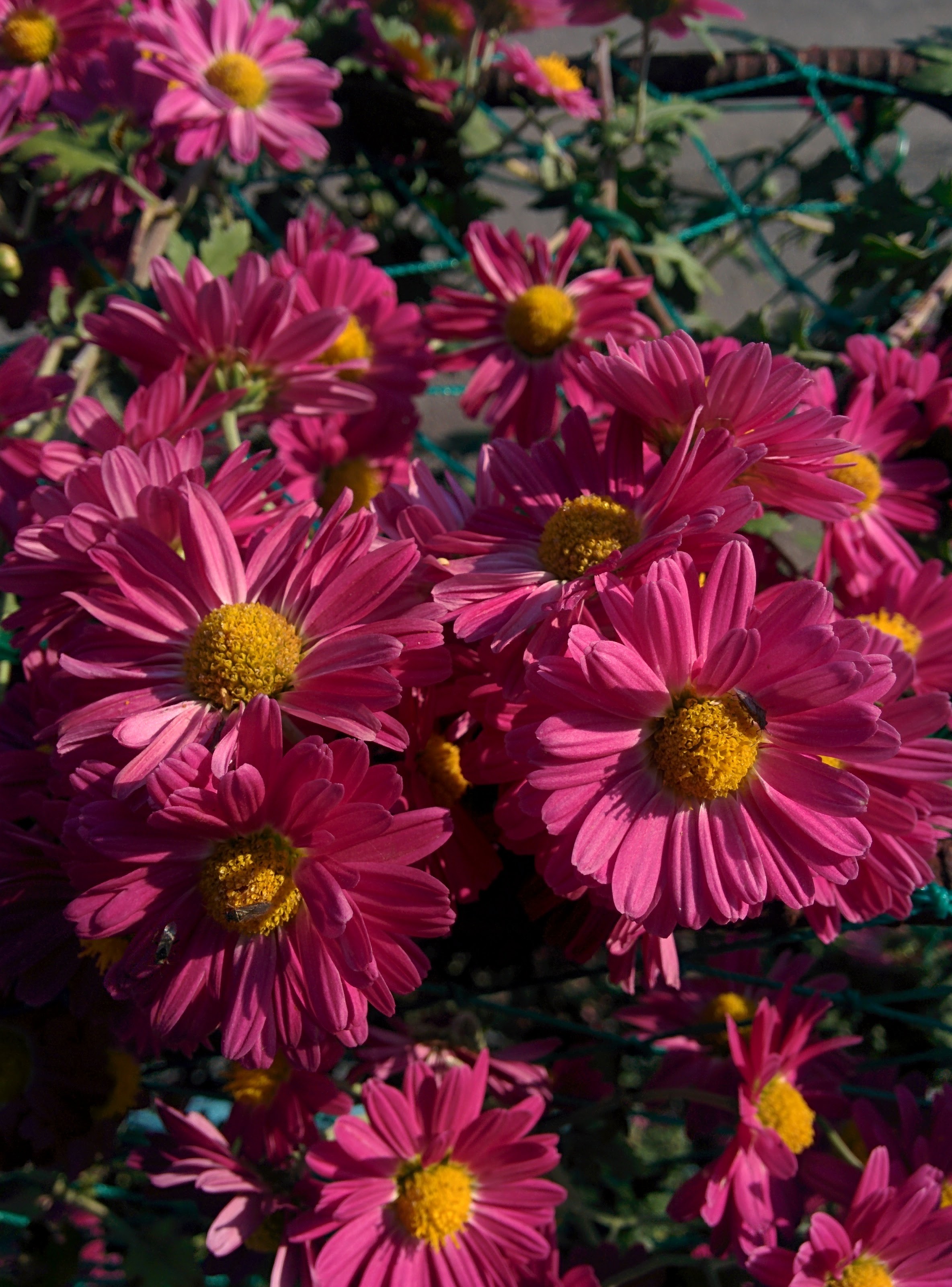 IMG_20151015_145402.jpg 숨은그림찾기: 분홍색 국화 꽃에 앉은 아주 작은 애긴노린재