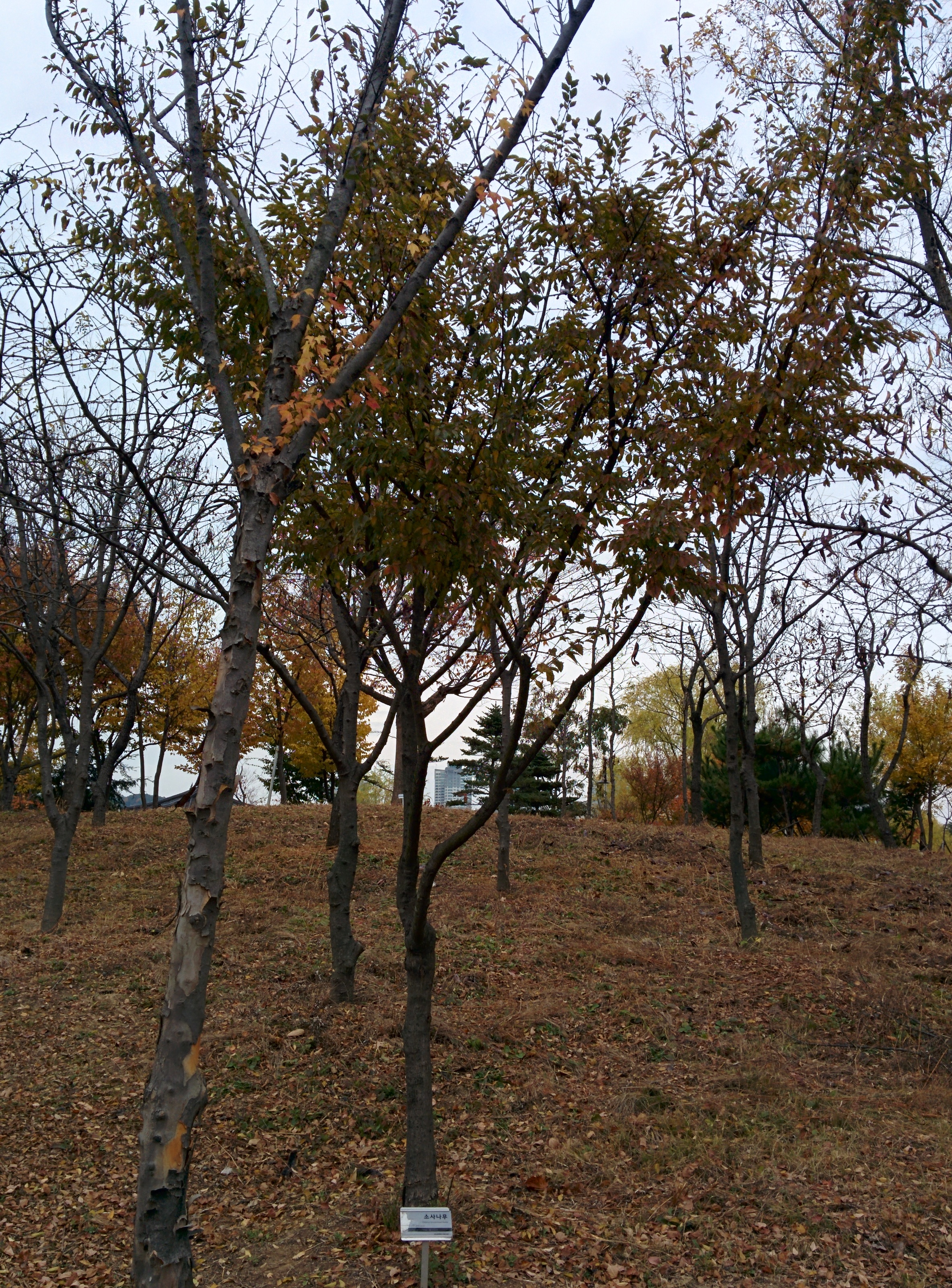 IMG_20151106_142144.jpg 소사나무(산서어나무)