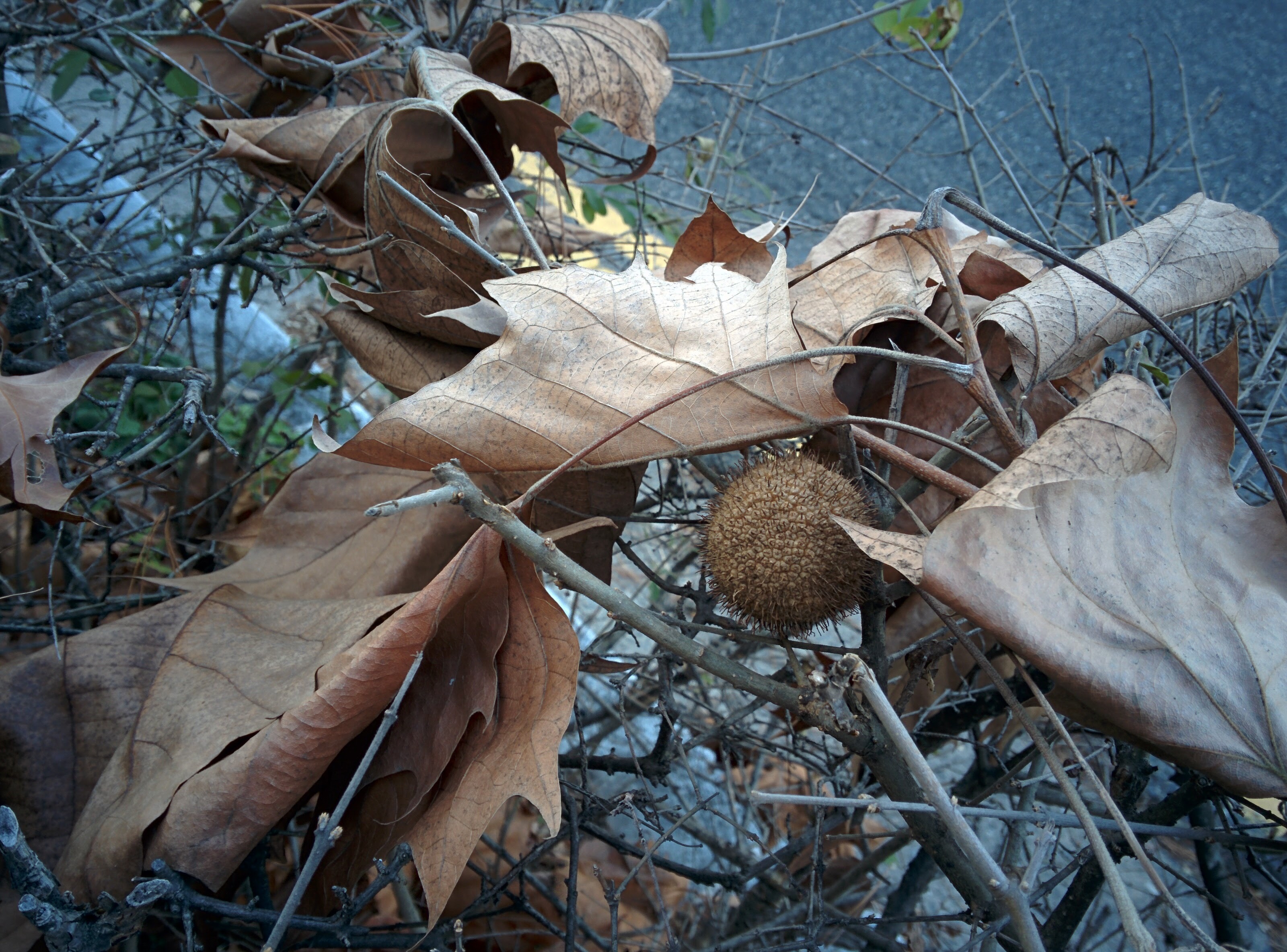 IMG_20151208_160631.jpg 플라타너스(양버즘나무) 열매와 촘촘한 털 속에 숨은 딱딱한 씨앗