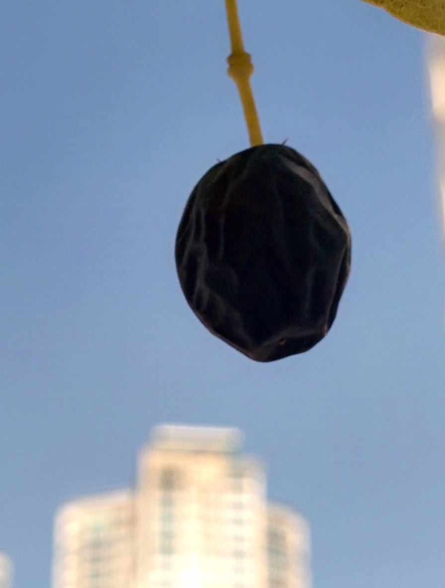 IMG_20151006_124659.jpg 블루베리를 닮은 검은색 열매가 열린 가로수, 이팝나무