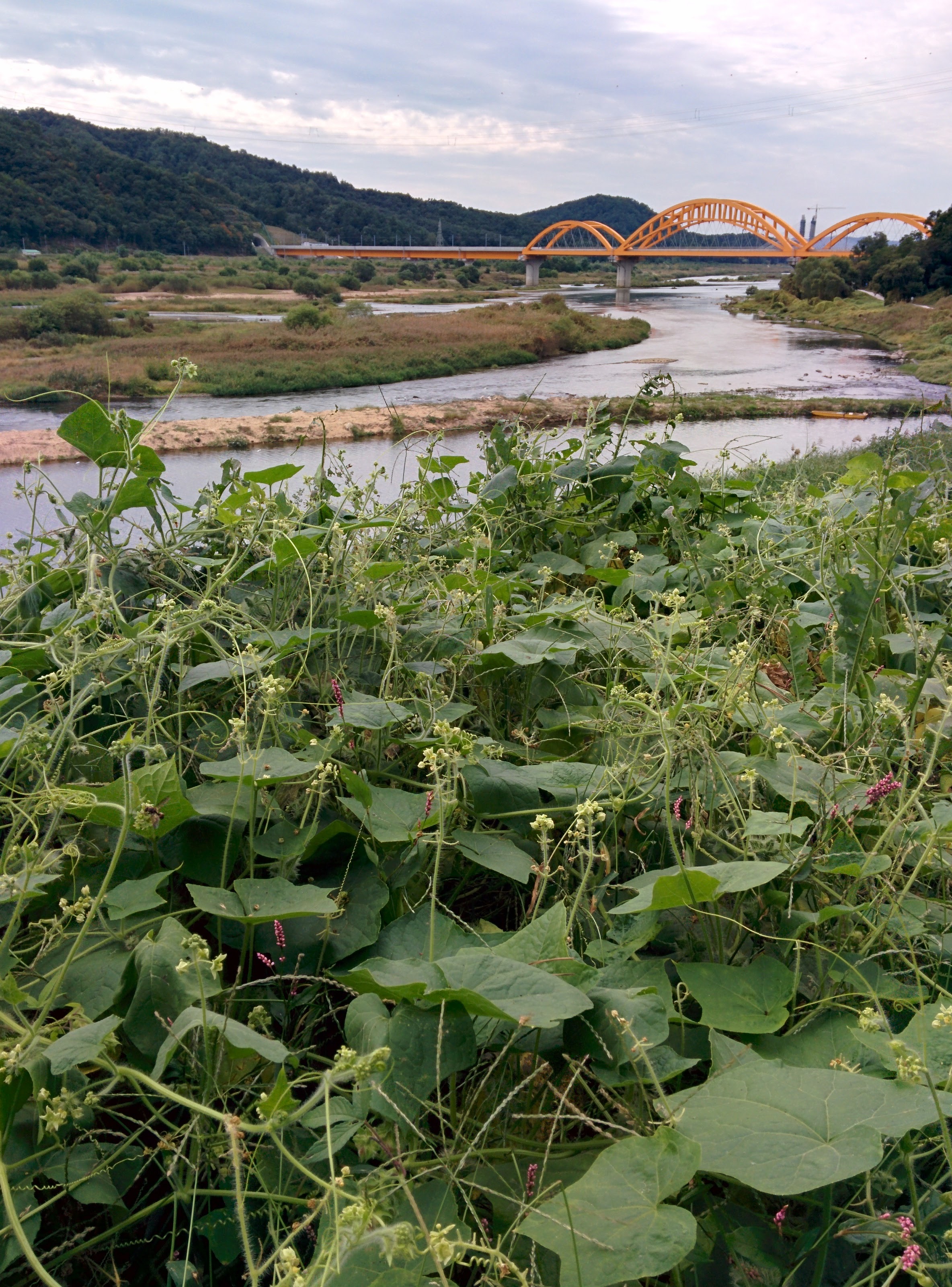 IMG_20150930_130508.jpg 가시박의 총궐기